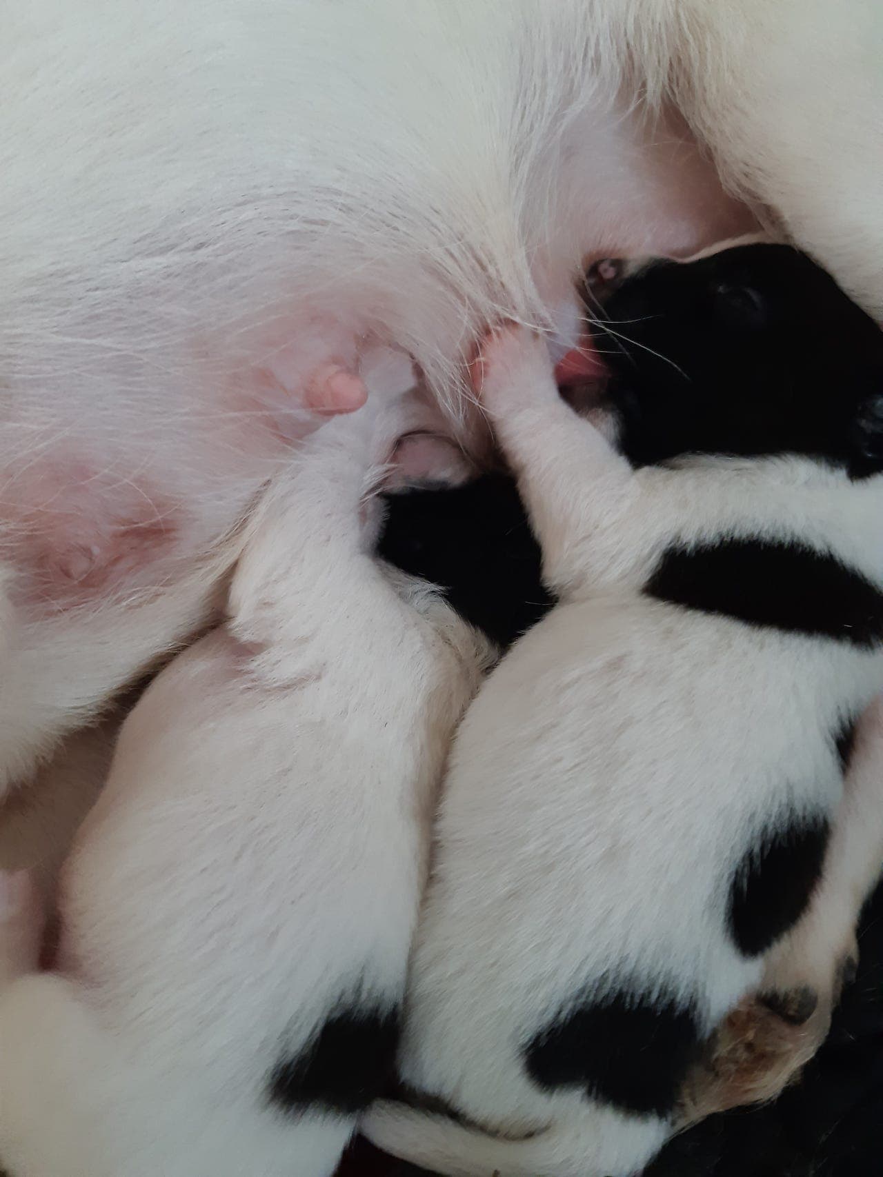 Jack Russell  valper
