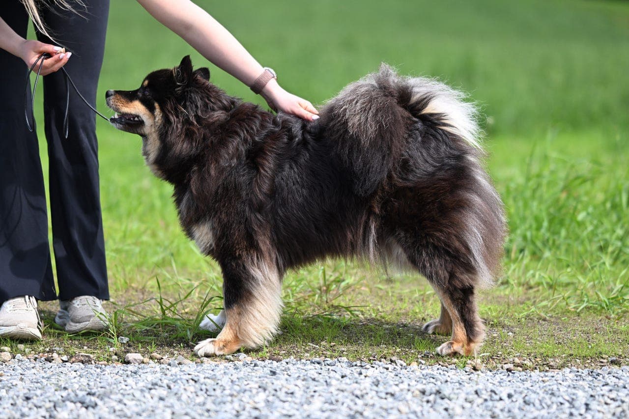 Venter Finsk lapphund valper