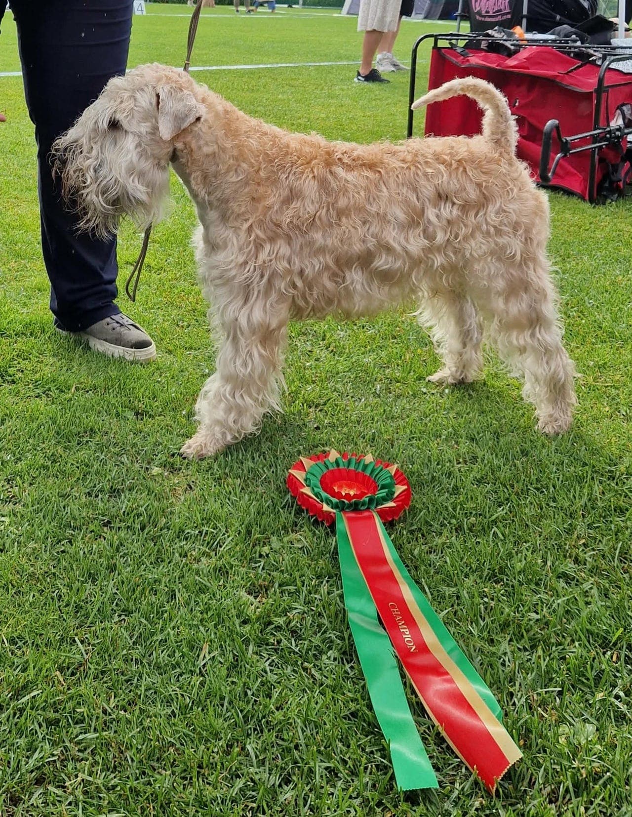 Irish Softcoated Wheaten Terrier