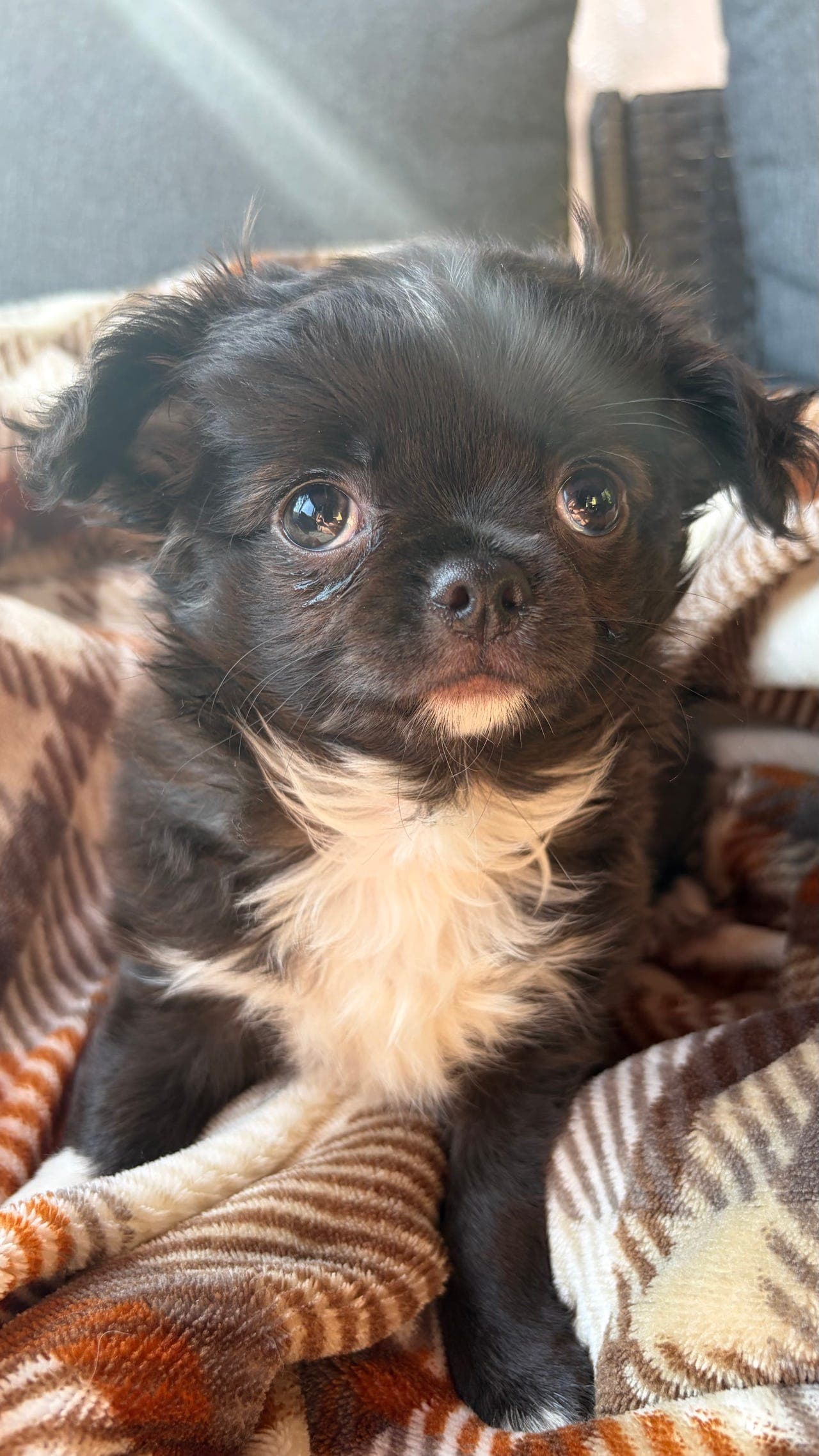 Chihuahua langt hår valper