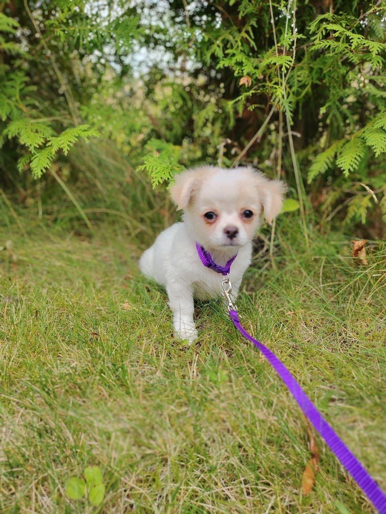 Chihuahua langt hår valper