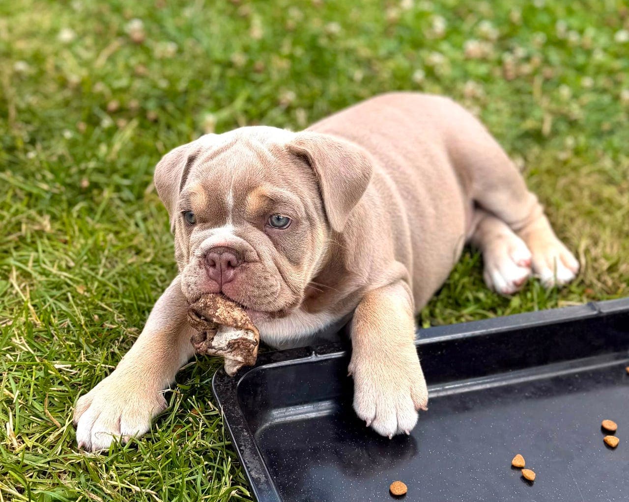 Engelske Bulldoggvalper