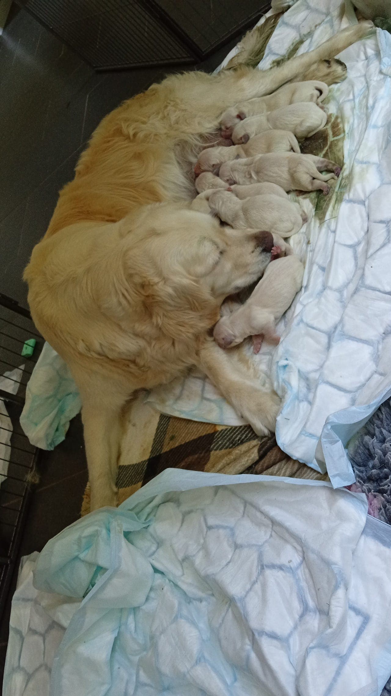 🐾Nydelig Golden Retriever-valper ventes i august 🐾