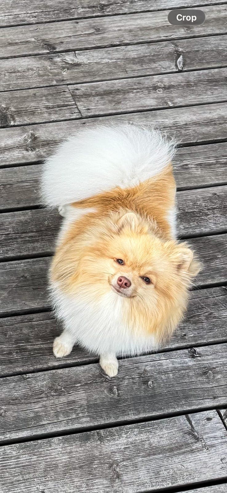 kleinspitz tispe selges
