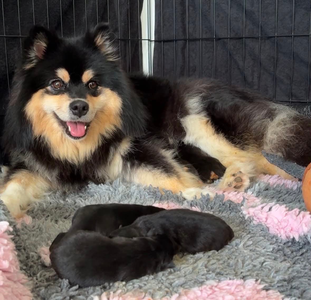 Finsk lapphund tispe valp til salgs
