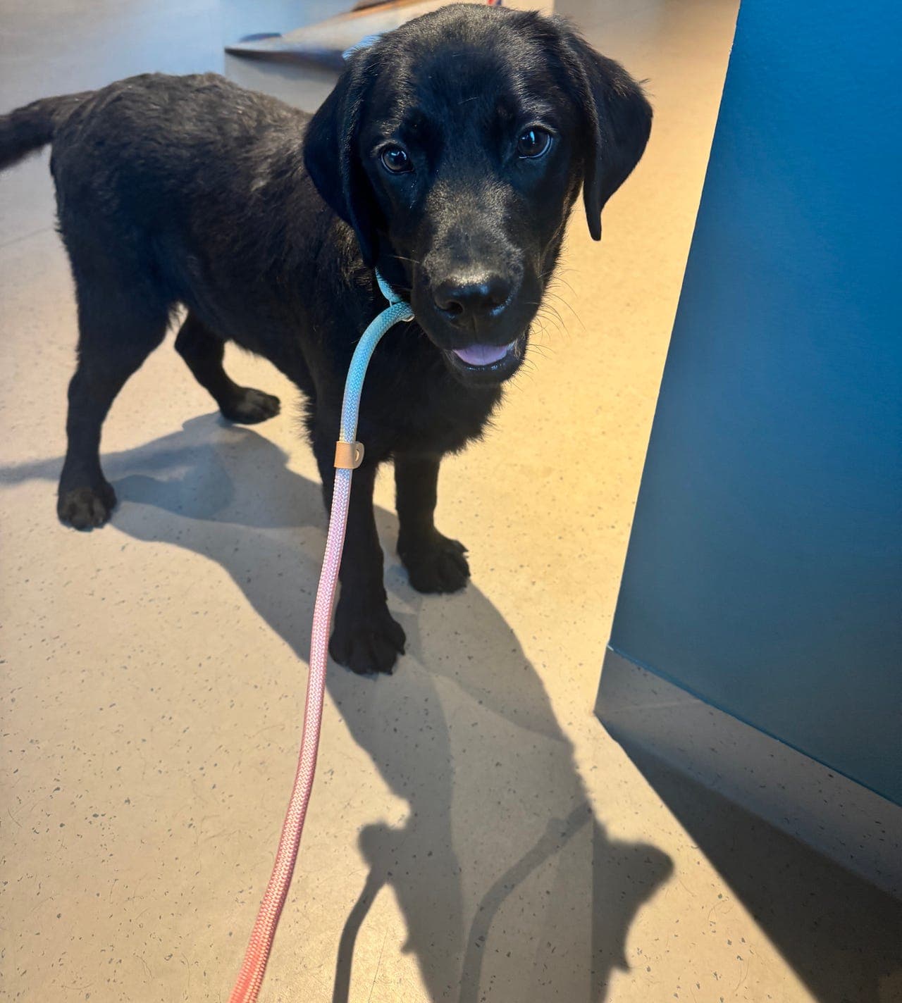 Labrador valper