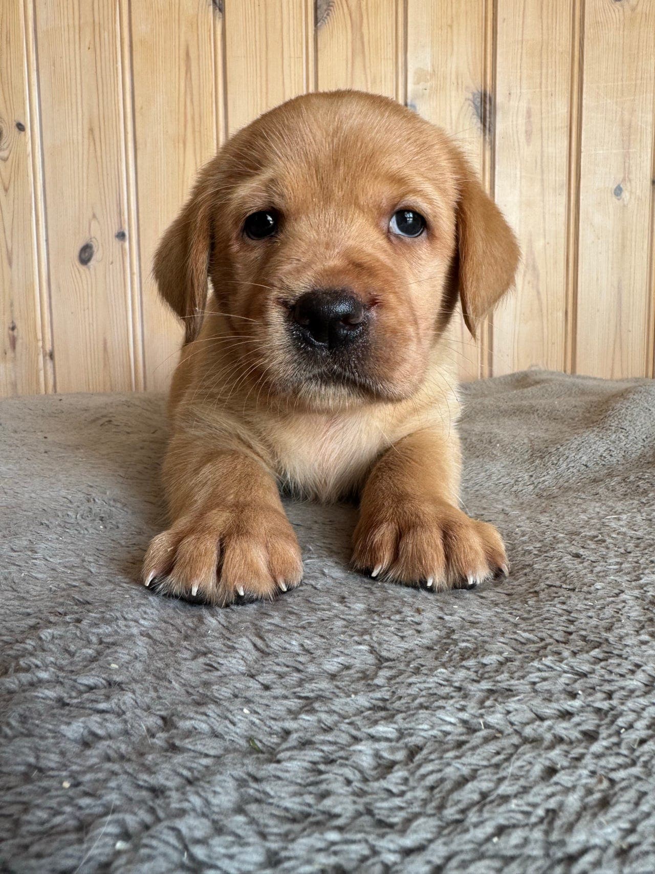 NKK reg labrador valper