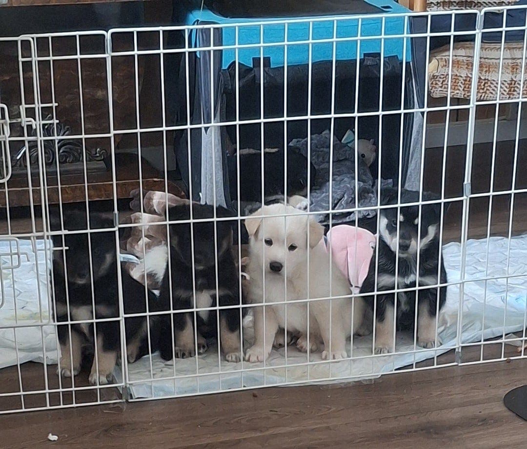 lapskvalhund valper