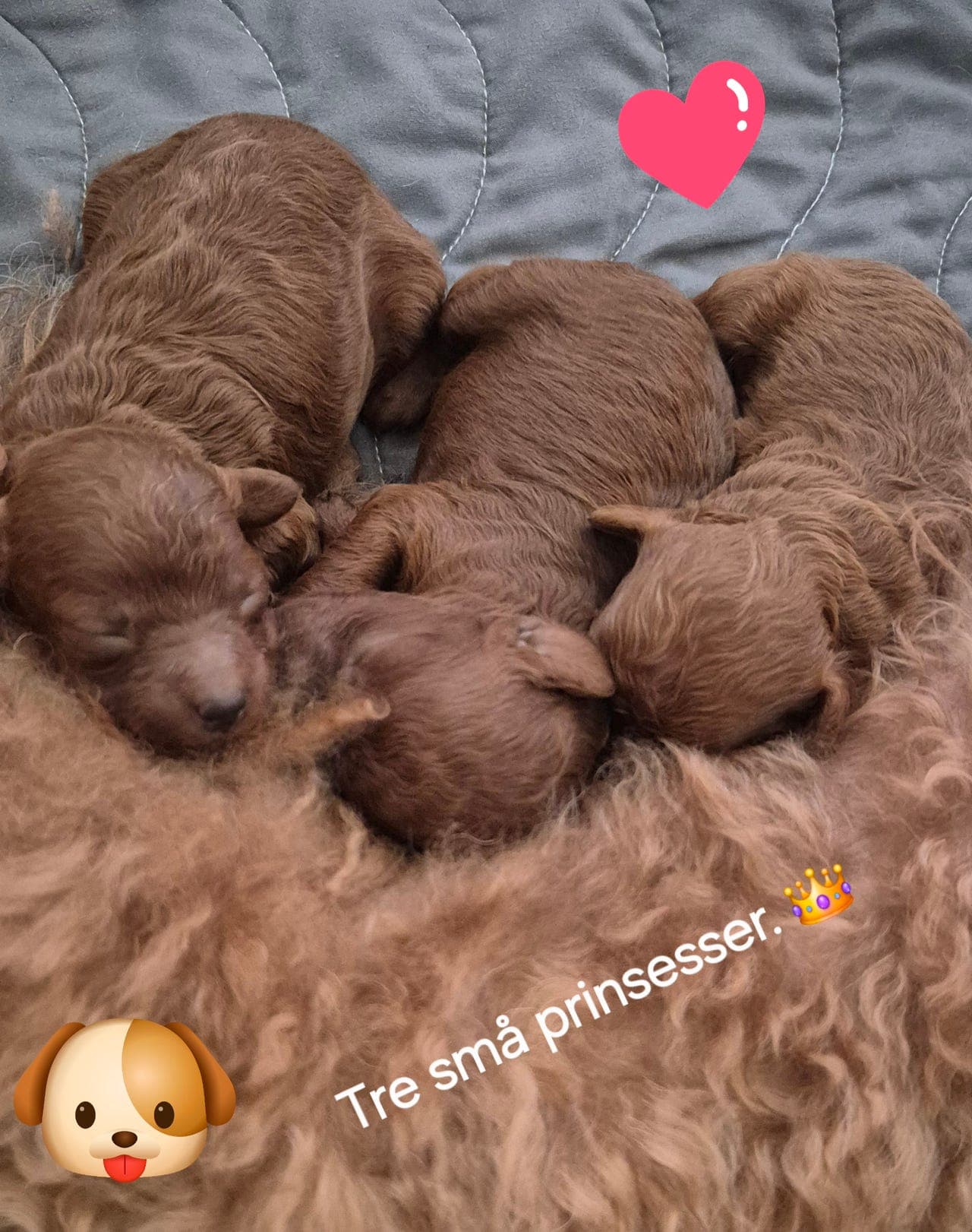 🌸🐩 Toy puddel-prinsesser klare til å erobre hjertene deres 👑