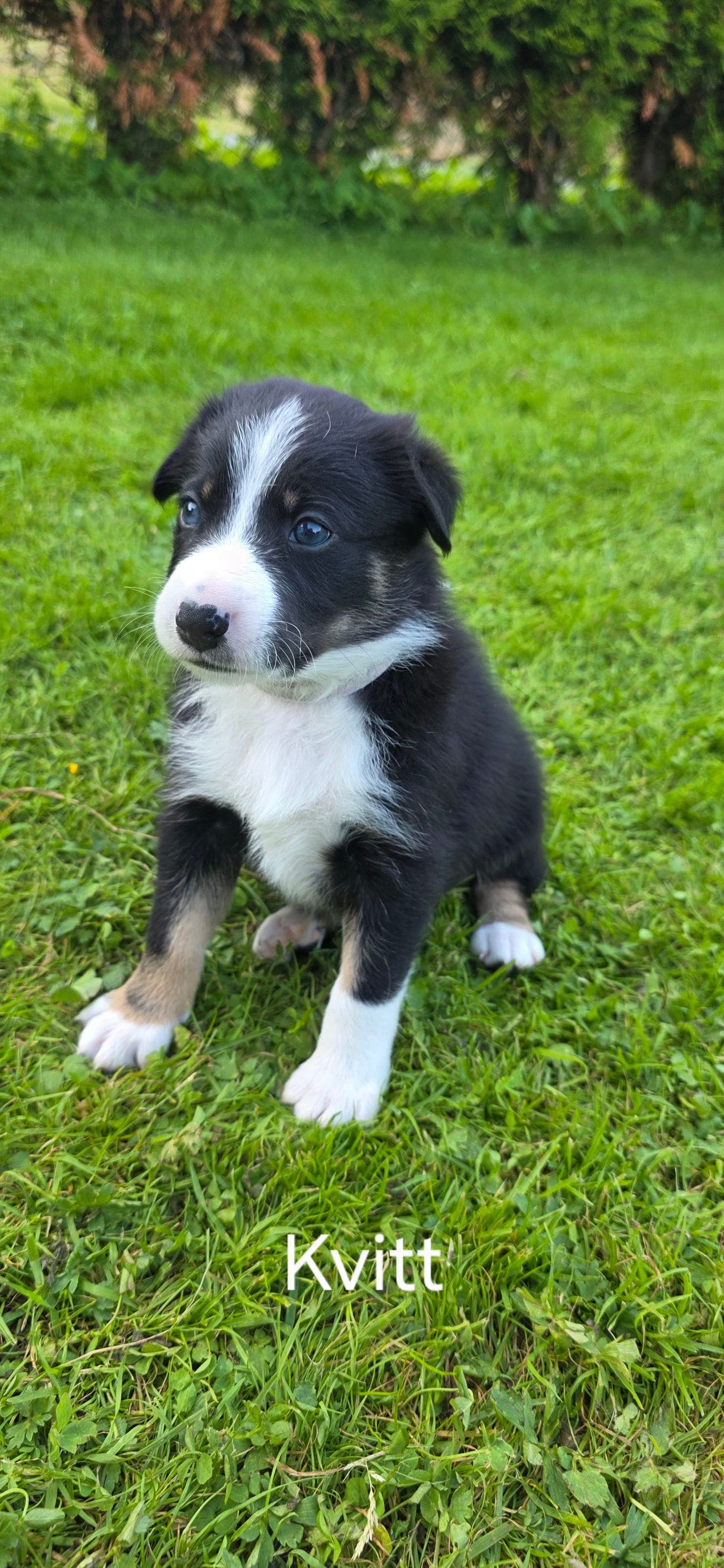 5 border collie valper til salgs