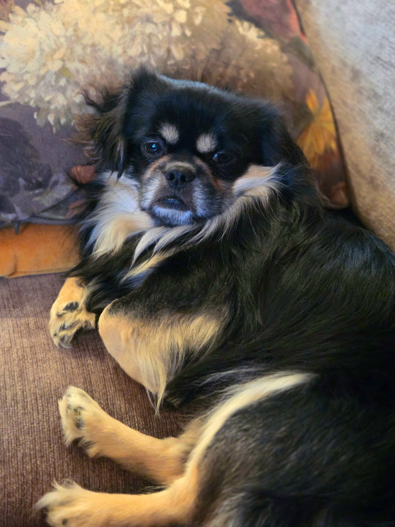 Tibetansk spaniel hanne 2,5 år