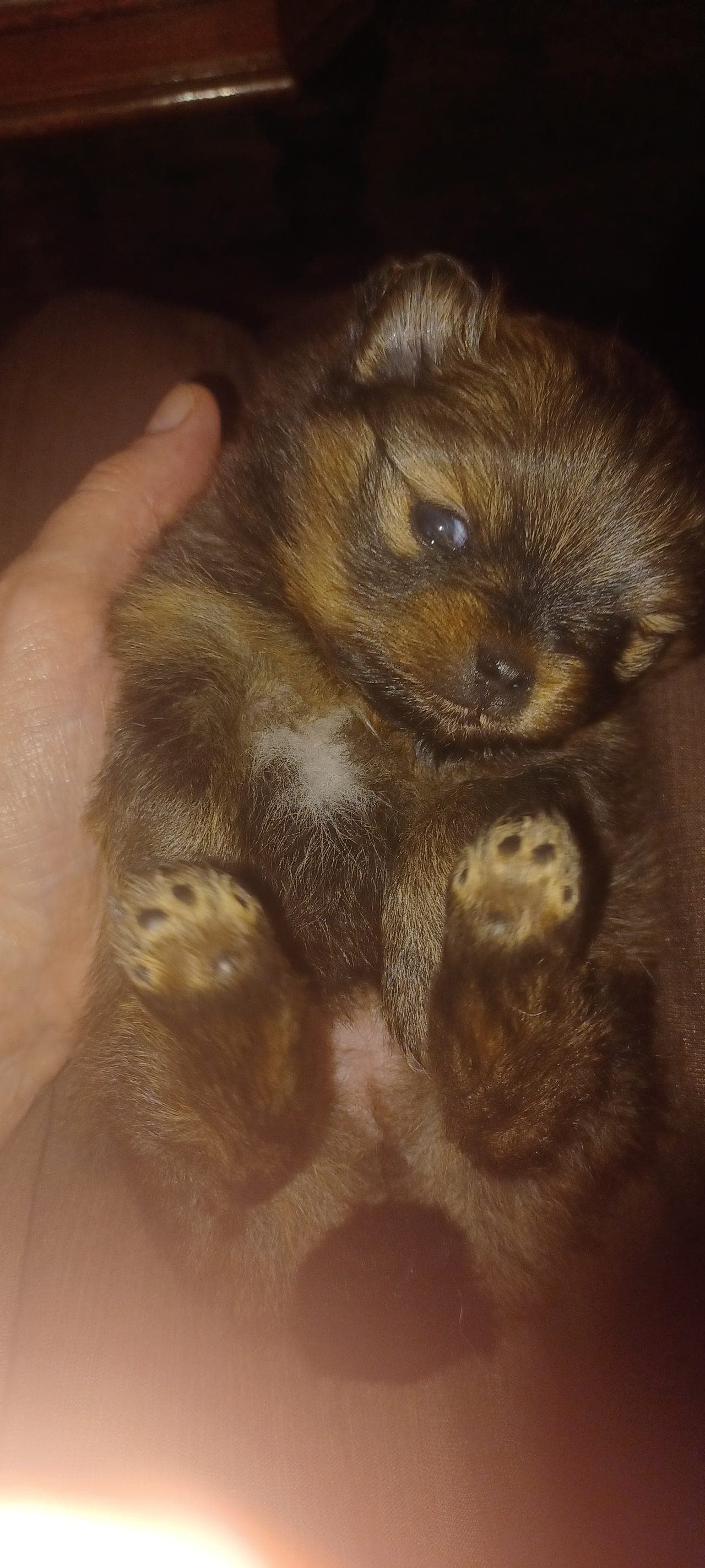 Pomeranian Jente