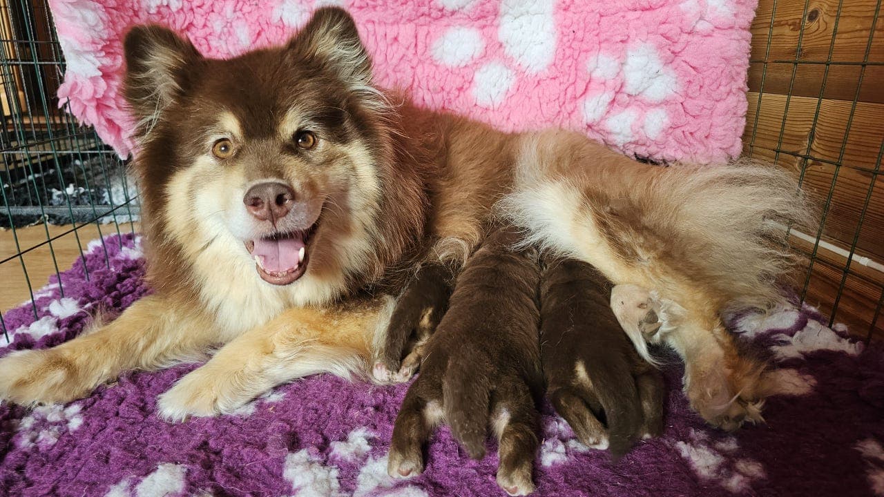 Deleier/fórvert til 2 Finsk lapphund tisper 🥰