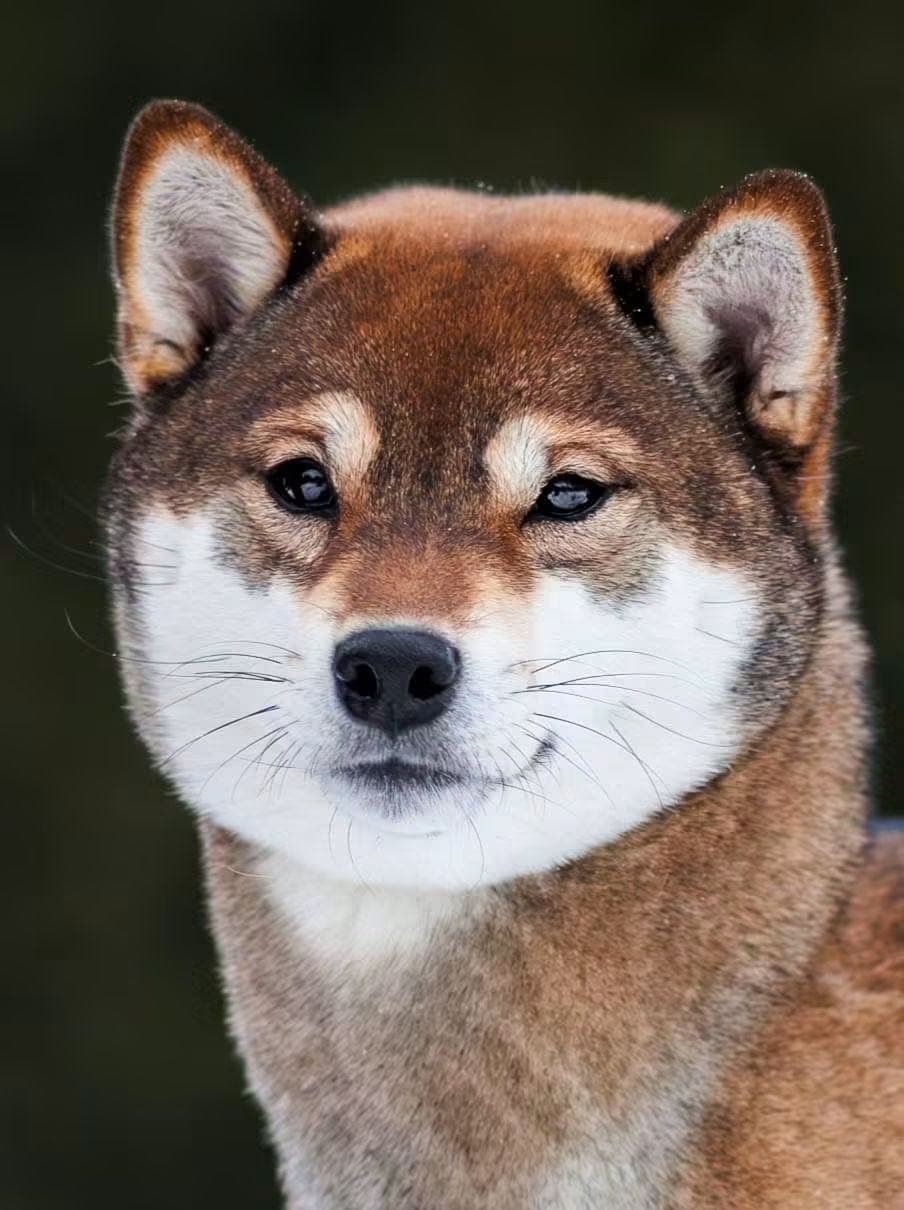 Shiba valper fra Kennel Veaheimen