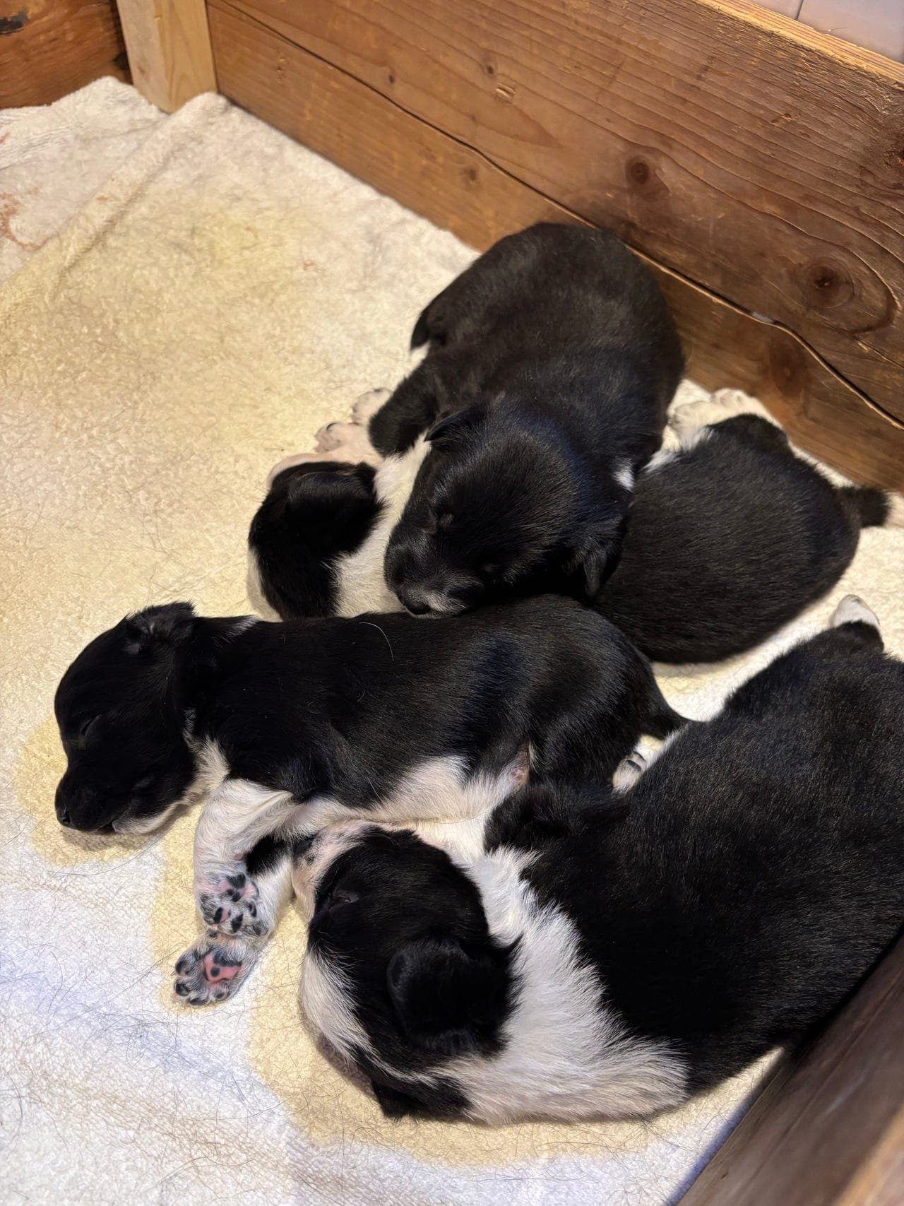 Border collie valper søker sitt nye hjem🐶