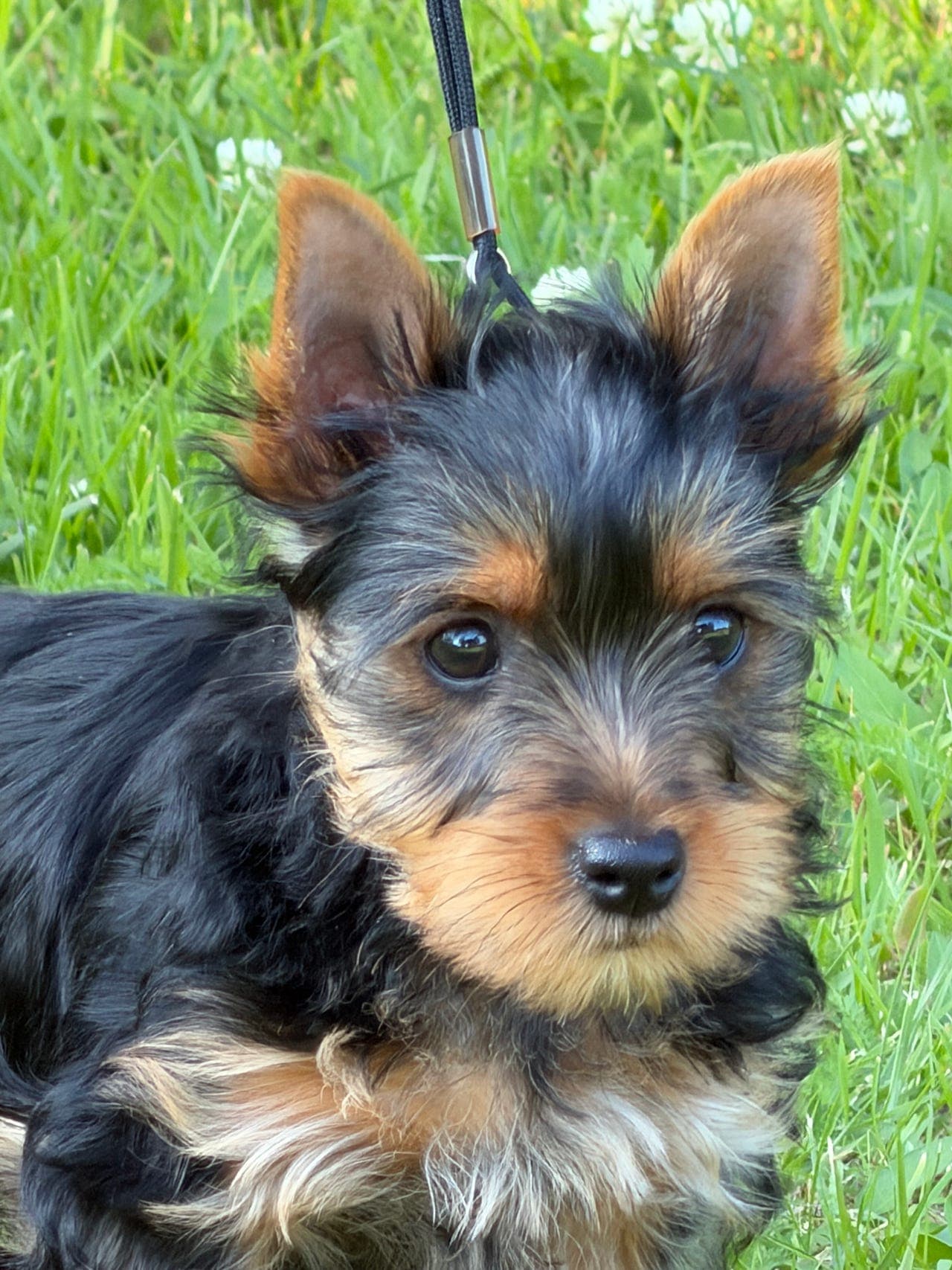 Nydelig Silky Terrier gutt ønsker nytt hjem.