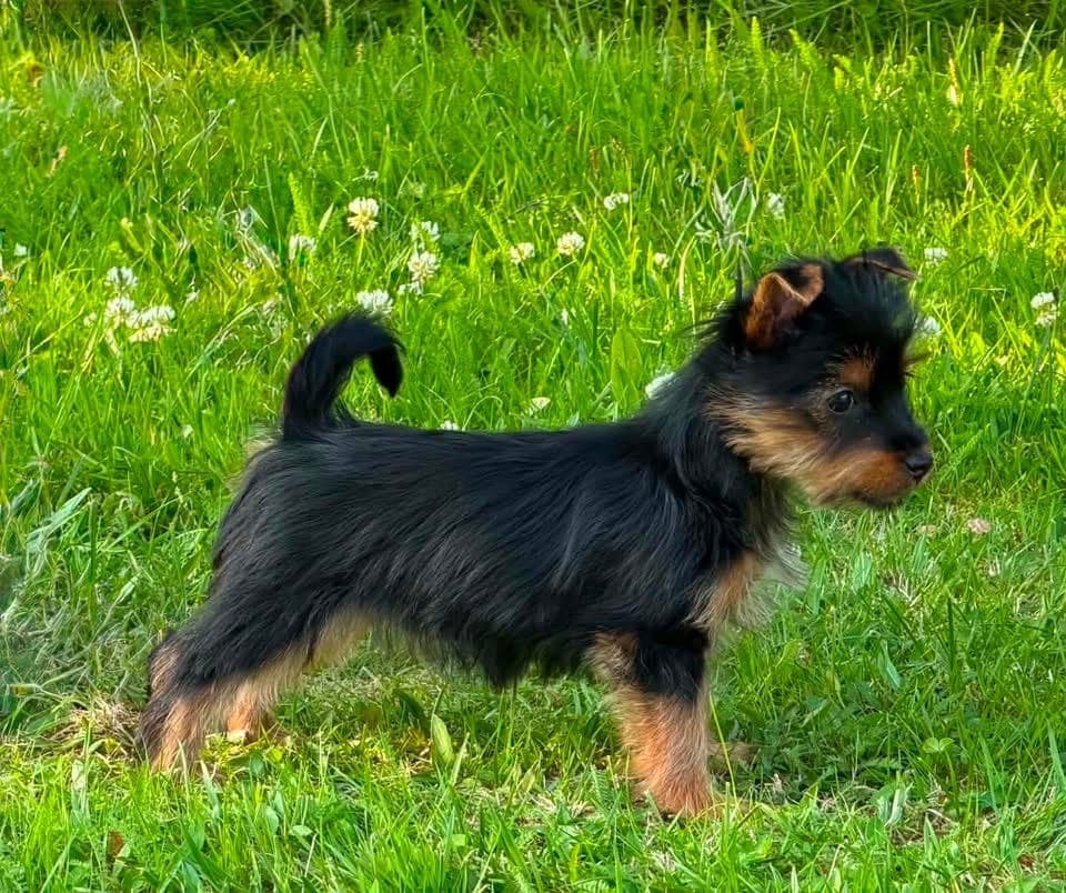 Silky Terrier tispe valp- verdens kuleste bestevenn!