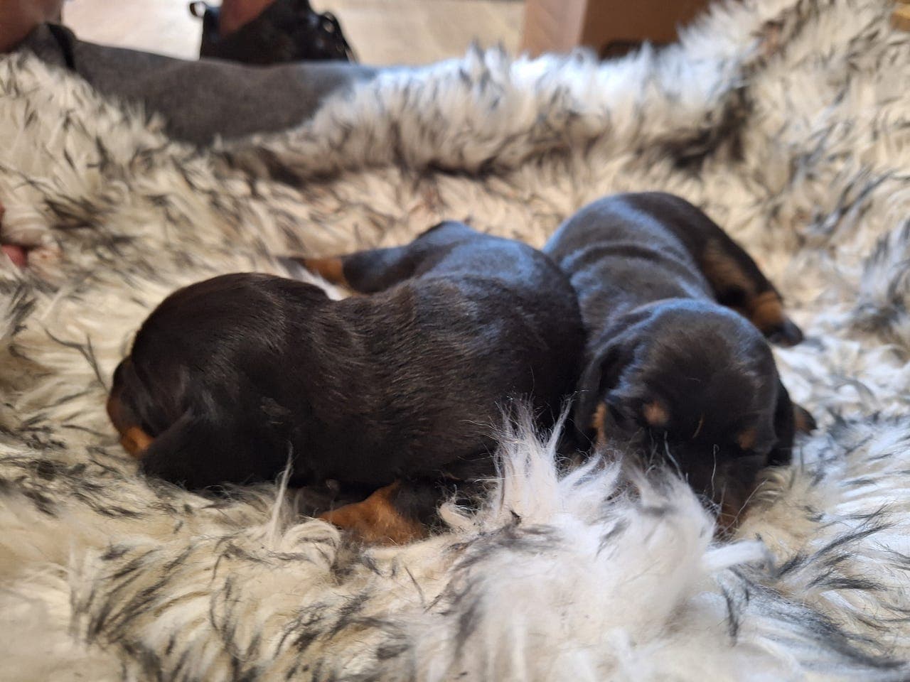 Standard Korthåret Dachshund valper