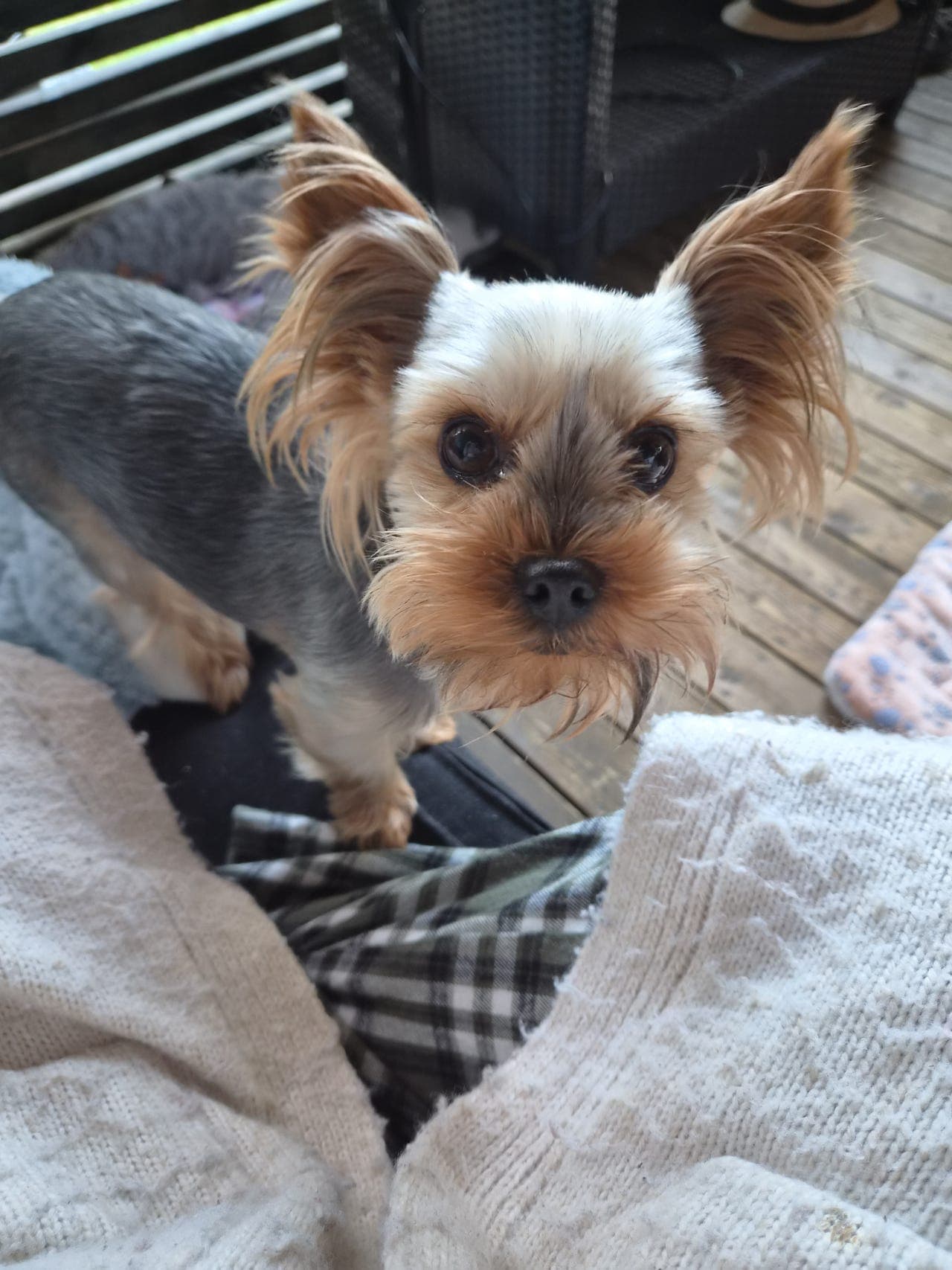 yorkshire terrier gutt
