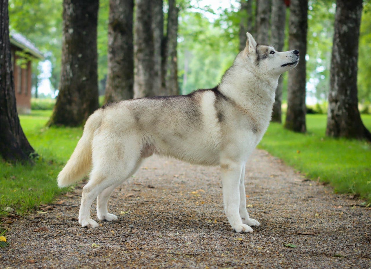 Siberian Husky valper