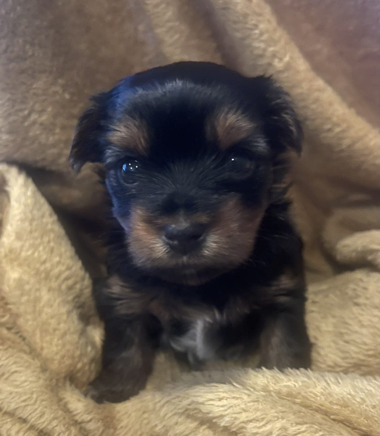 Renraset Yorkshire Terrier Jente Ledig