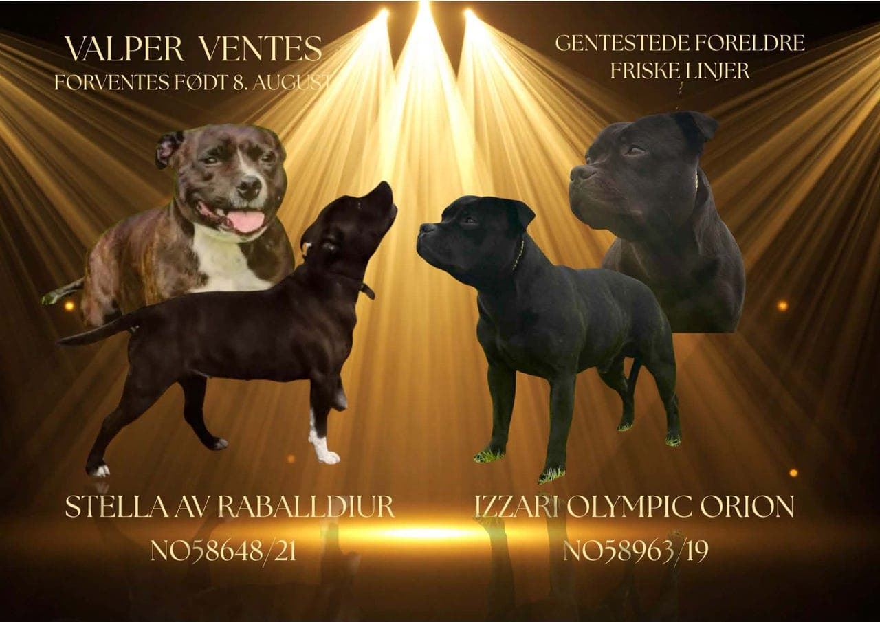 Staffordshire bull terrier. Staff