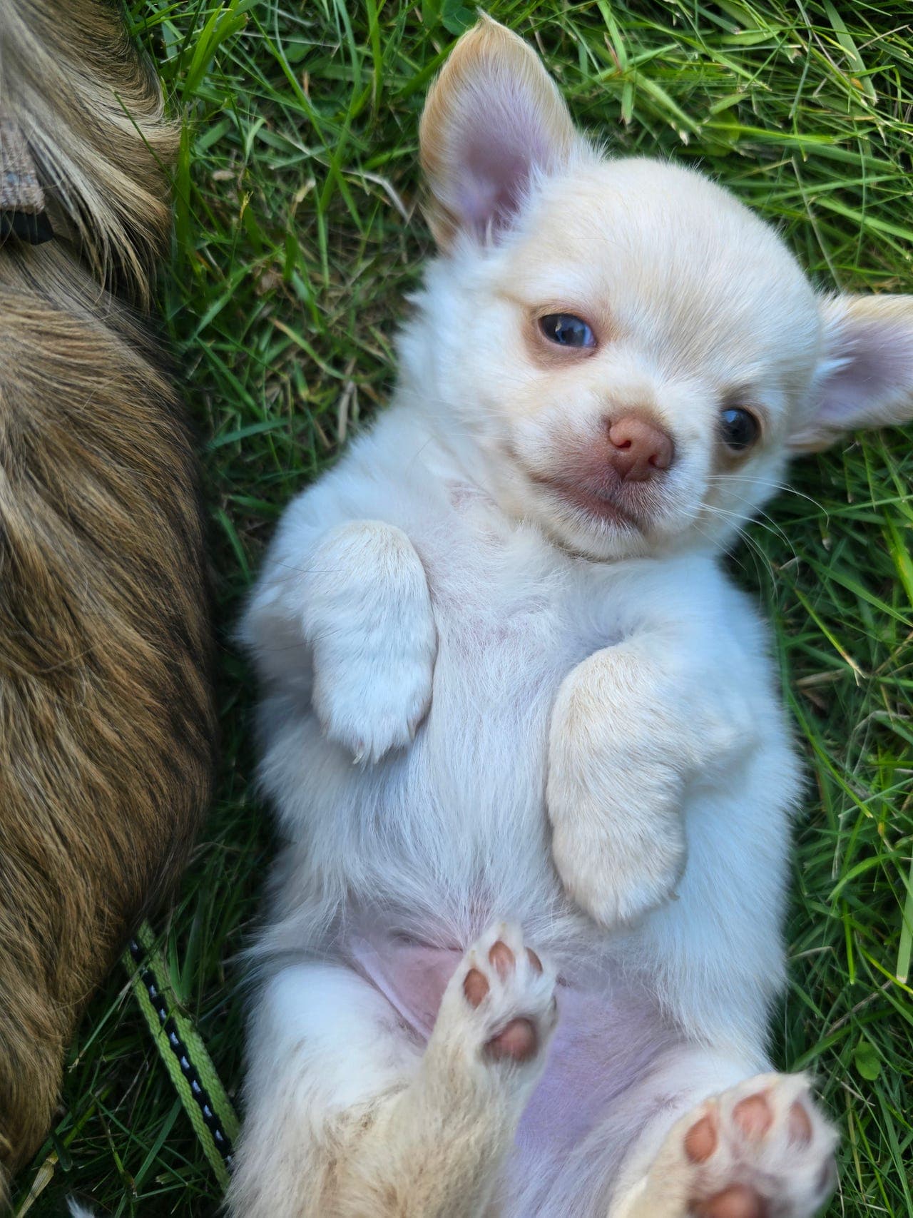 Langhåret Chihuahua gutt
