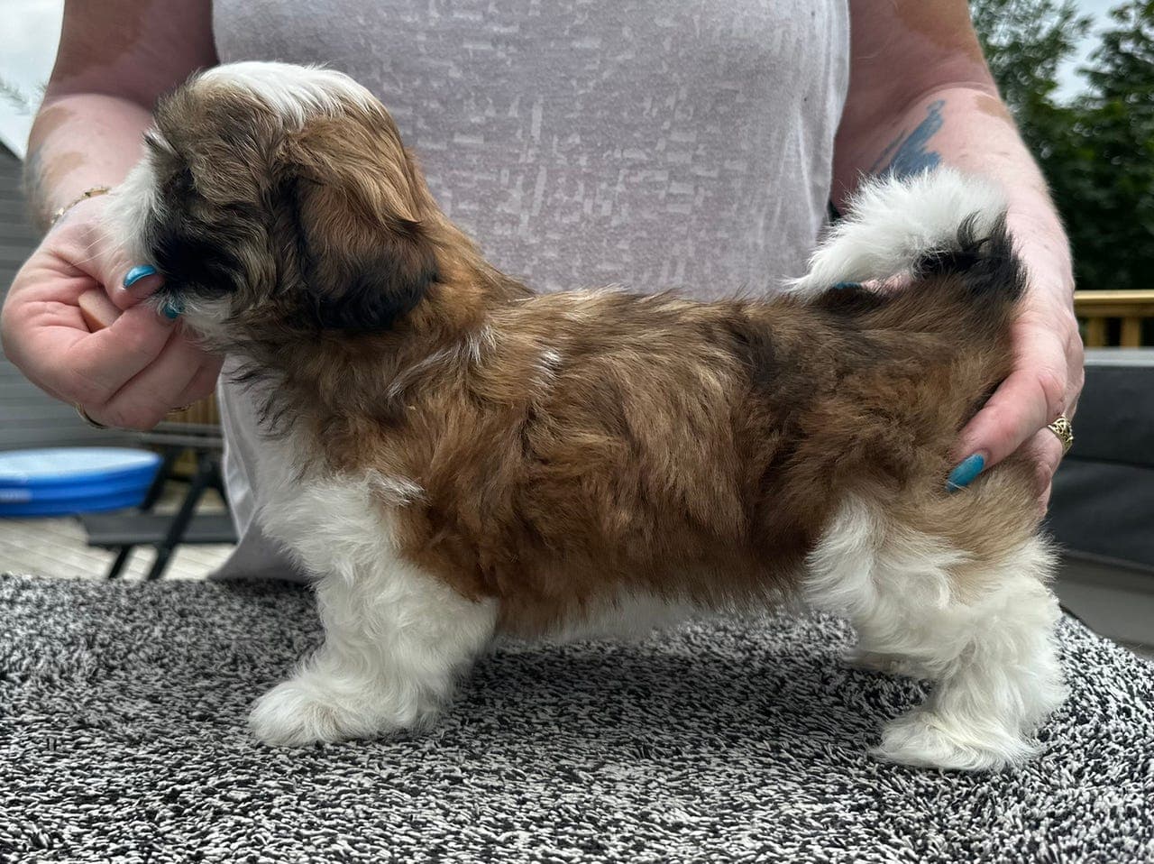 Shihtzu valper