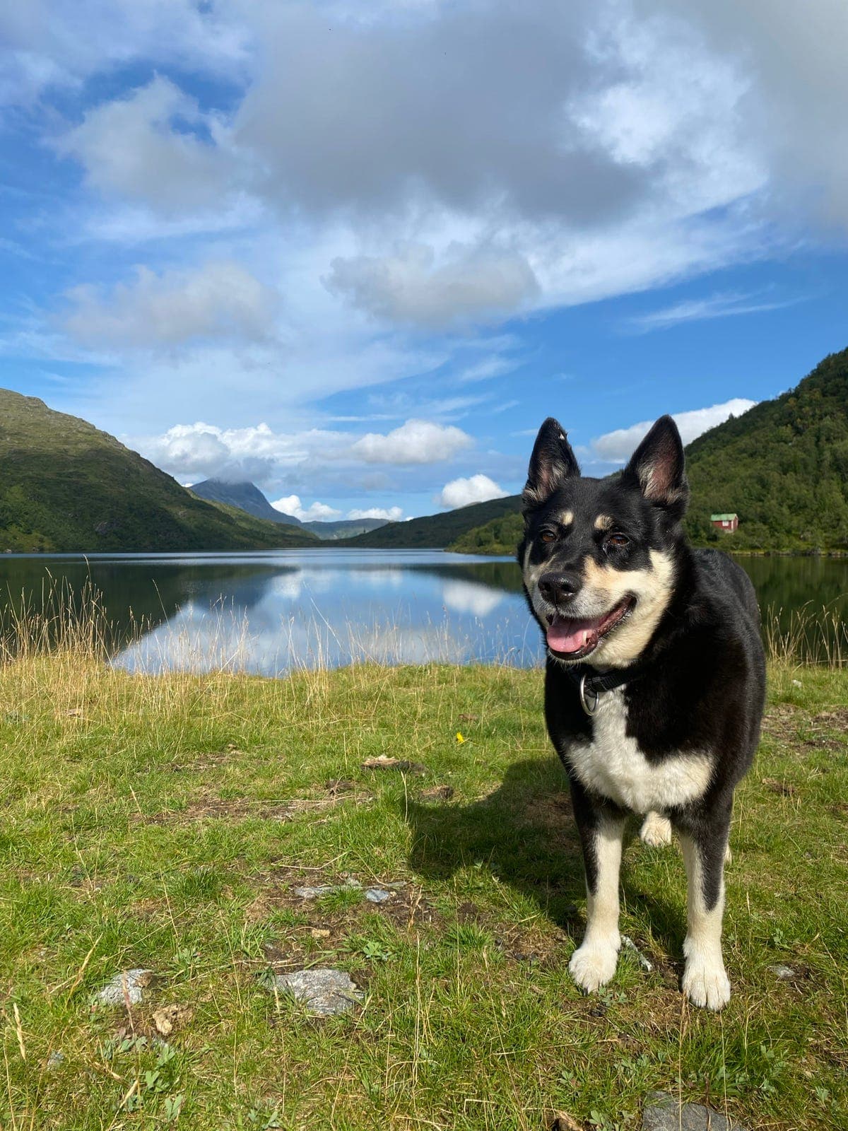 12 år gammel Lapsk Vallhund tispe søker nytt hjem