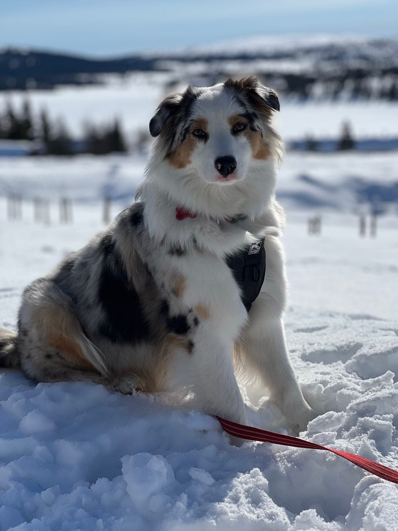 Australsk fårehund søker deltidshjem