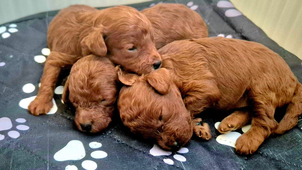 Nydelige toy puddel-jenter 🐩💕