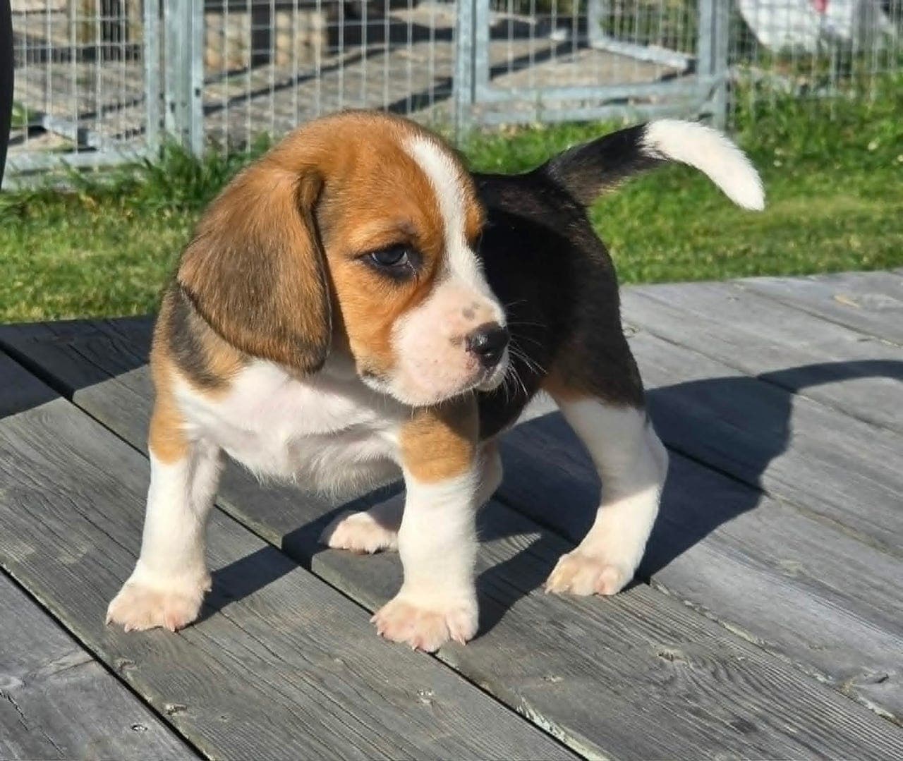 Jakt Beagle valper, leveringsklar 10 august