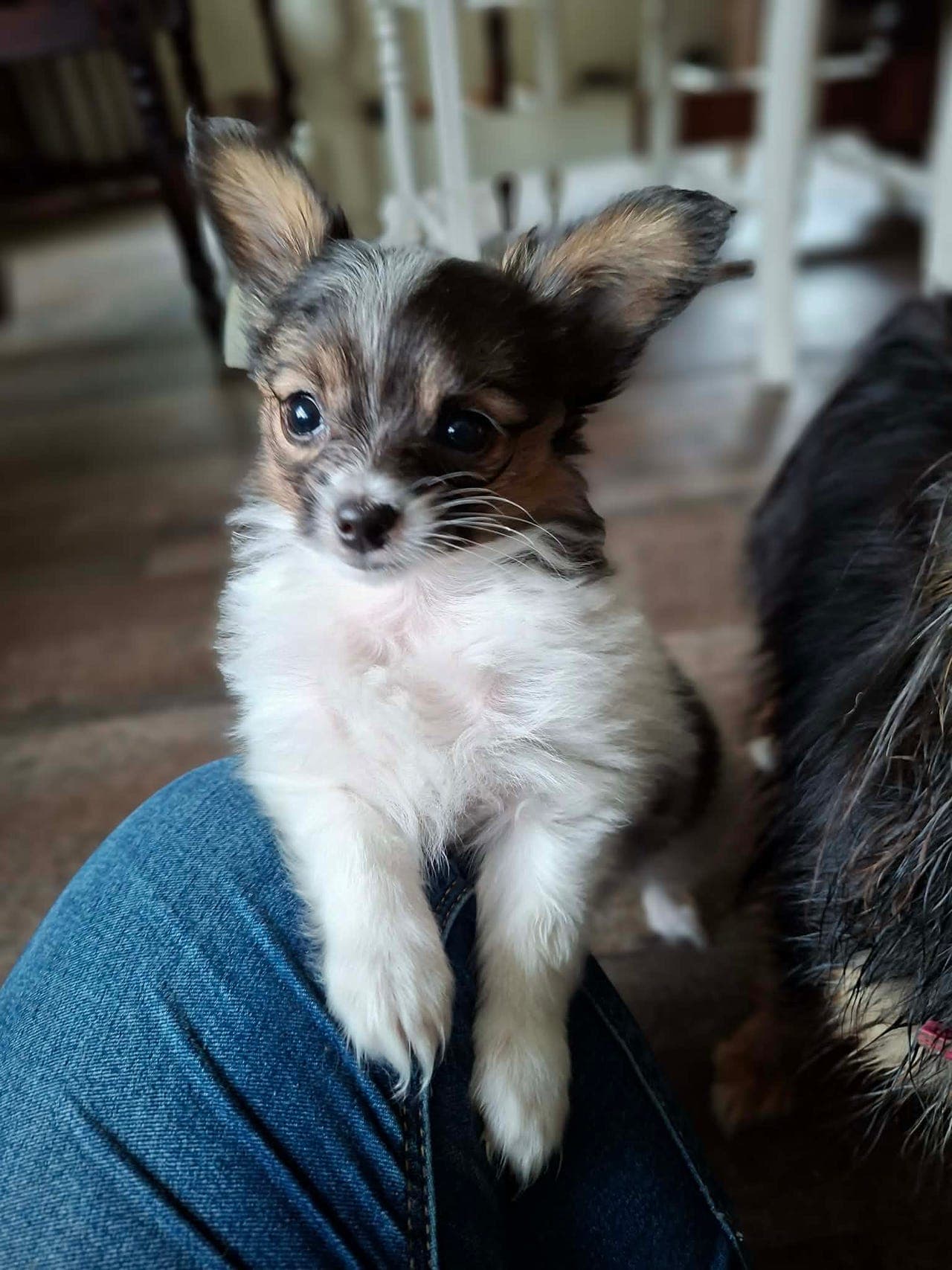 Papillon gutt