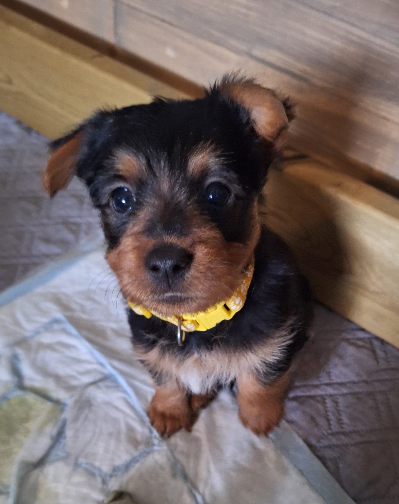 Valper, australsk terrier leveringsklare fra 8. august.