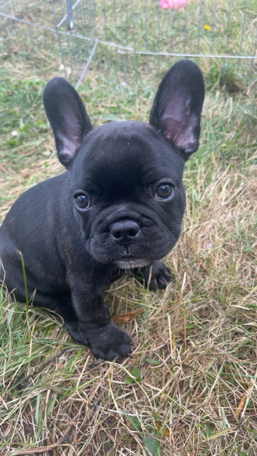 Fransk bulldog gutt