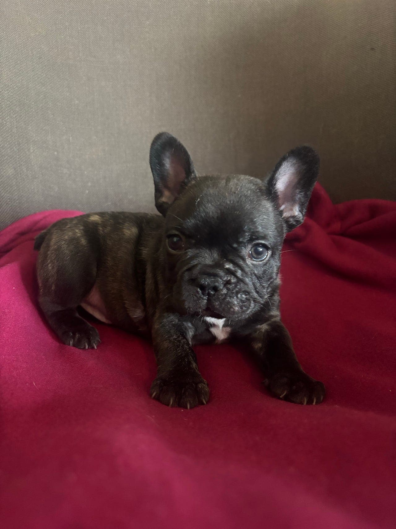 Nydelig fransk bulldog gutt til salgs