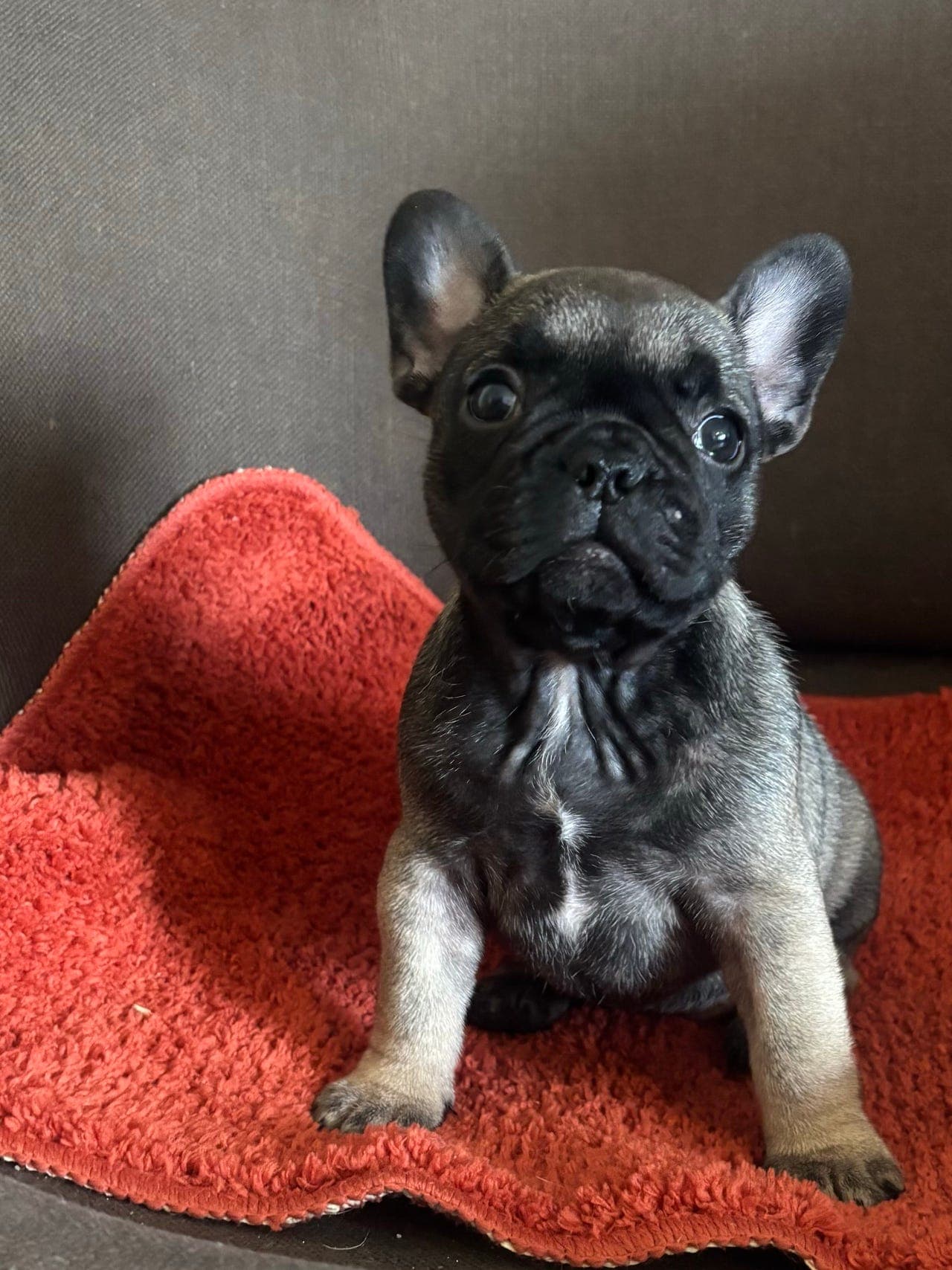 Nydelig fawn fransk bulldog jente