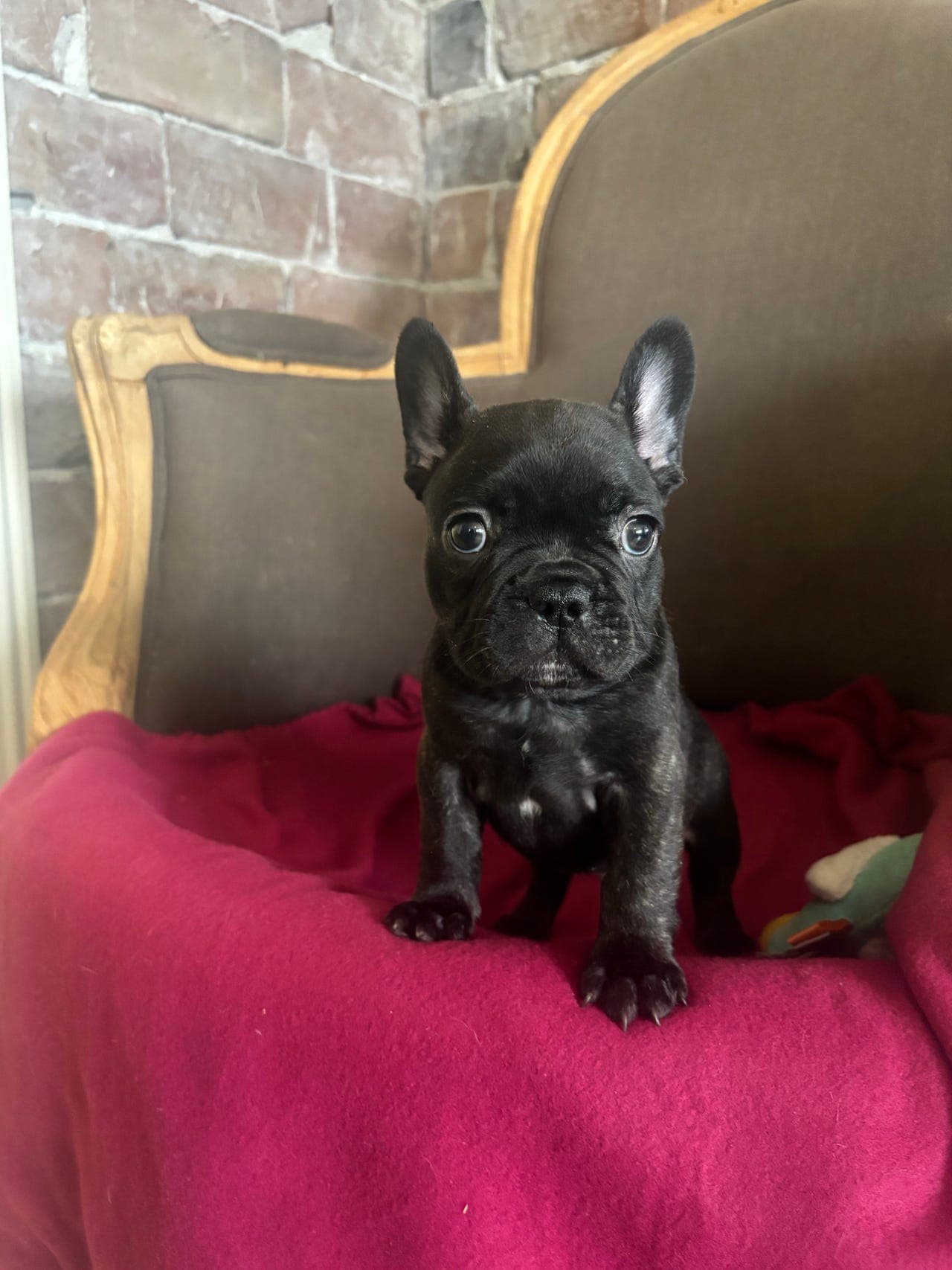 Rolig Fransk bulldog hannhund til salgs