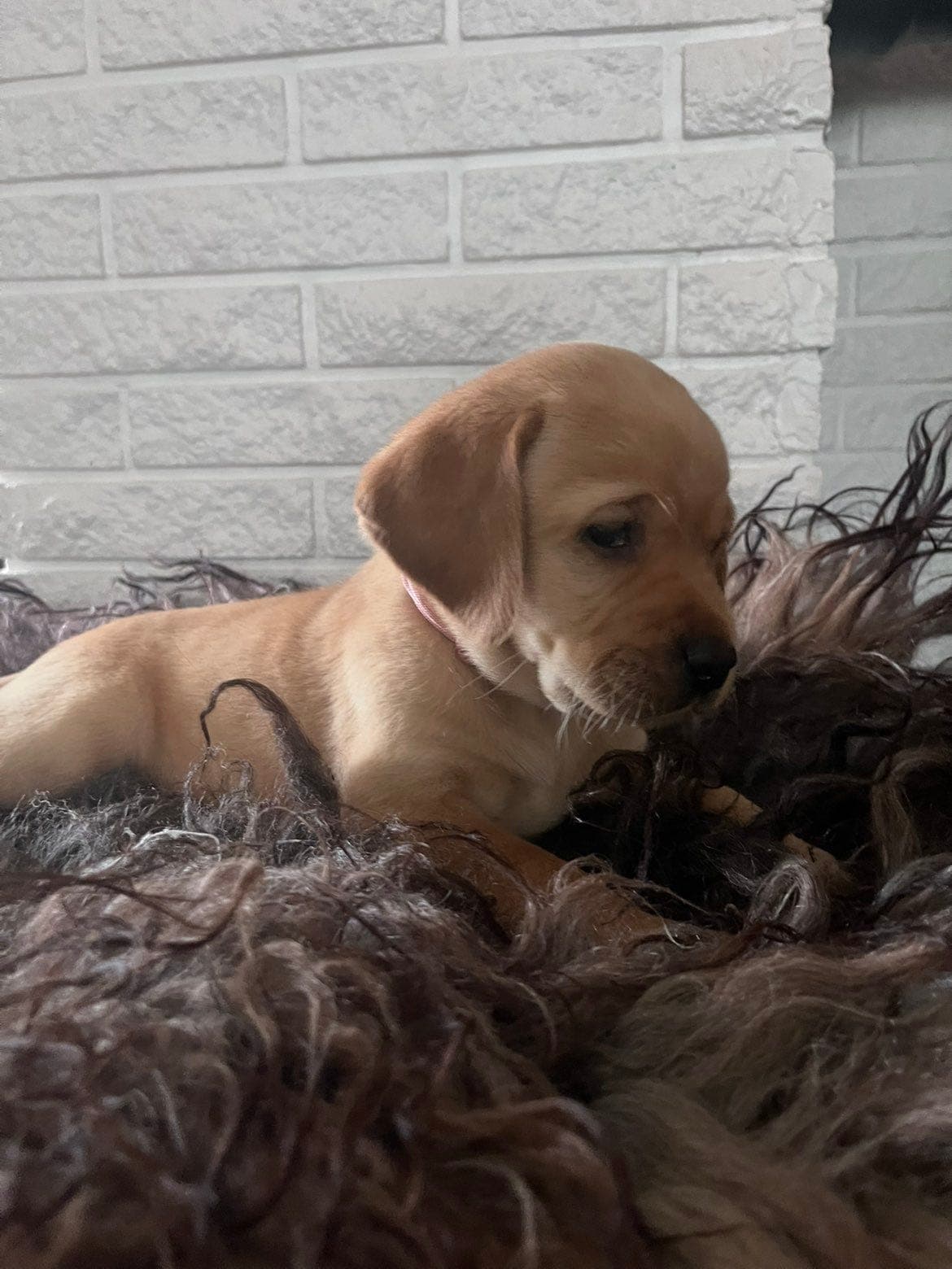 Labrador Retriever tispe Gul - (FoxRed) søker forvert.