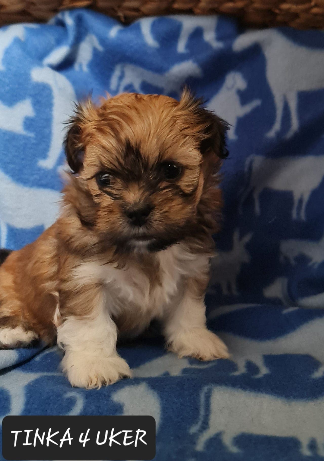 Lhasa apso valper "små troll unger "