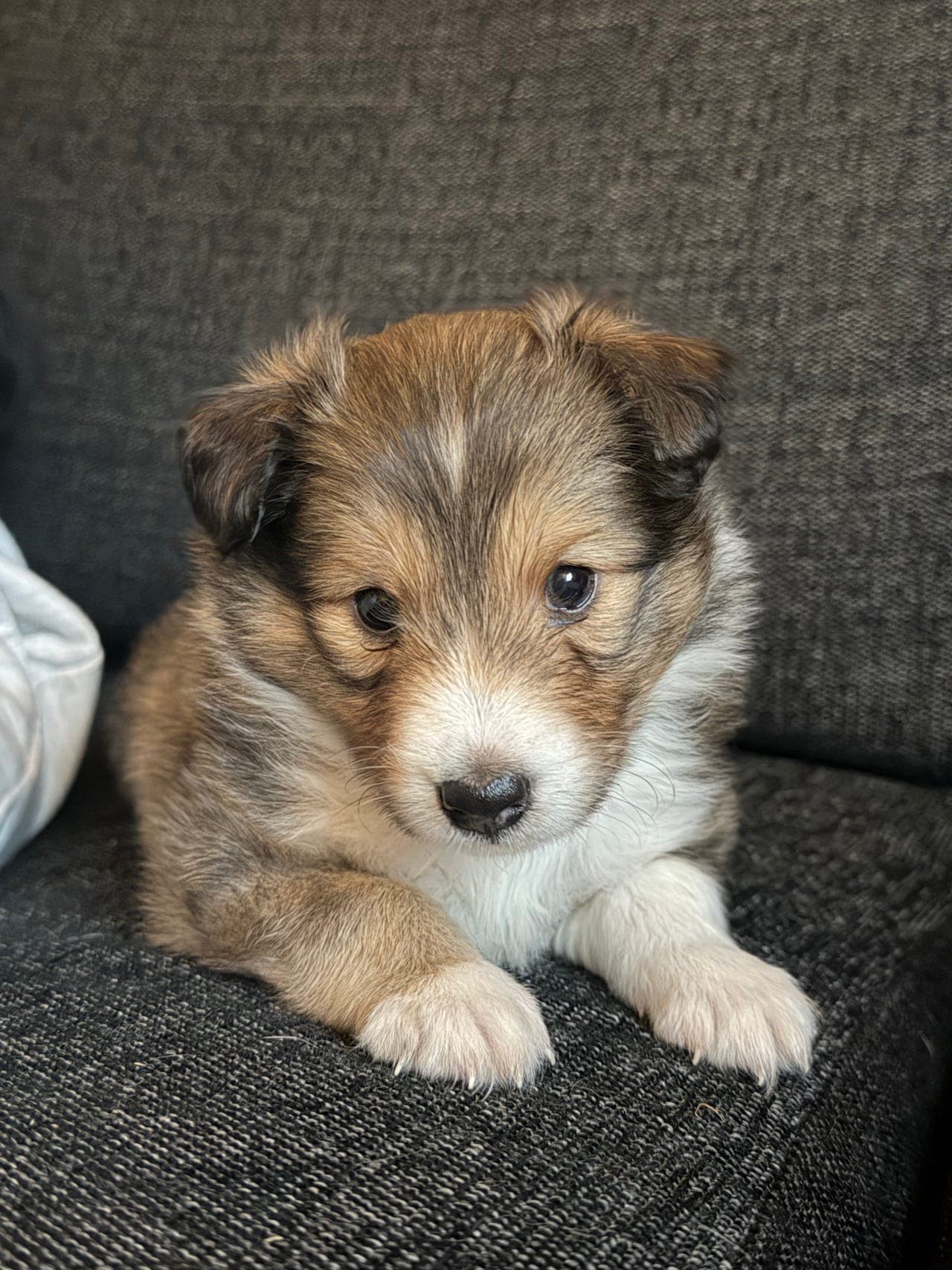 Shetland Sheepdog valper