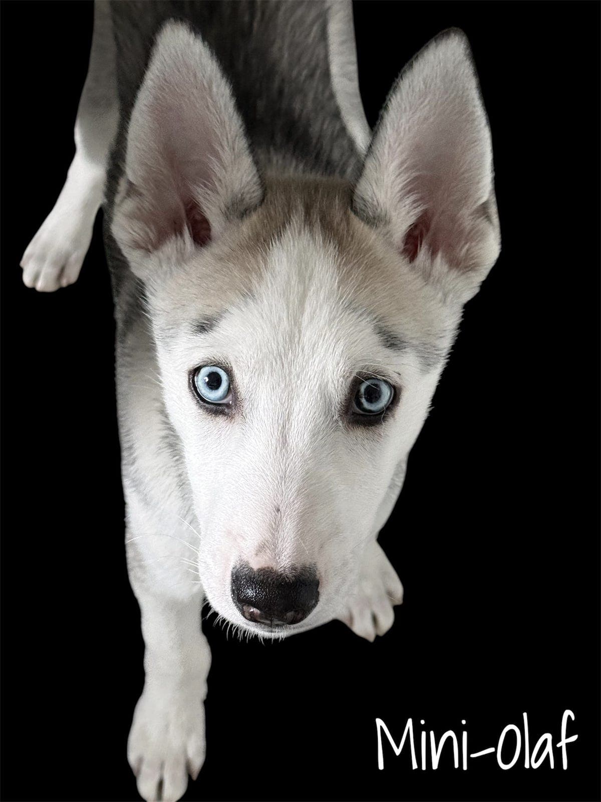 Siberian Husky valper