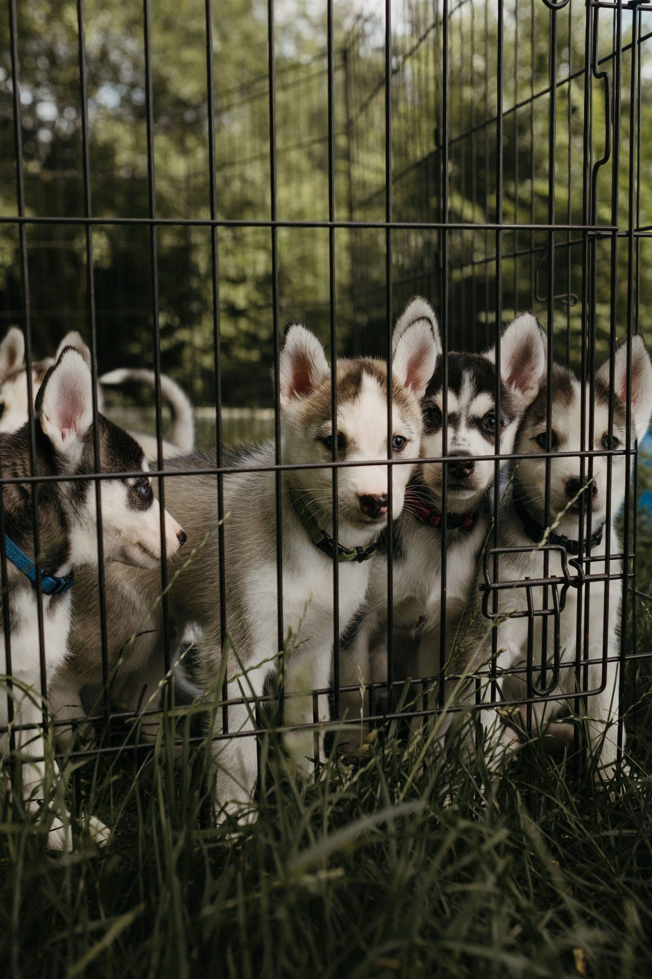 Siberian Husky valper