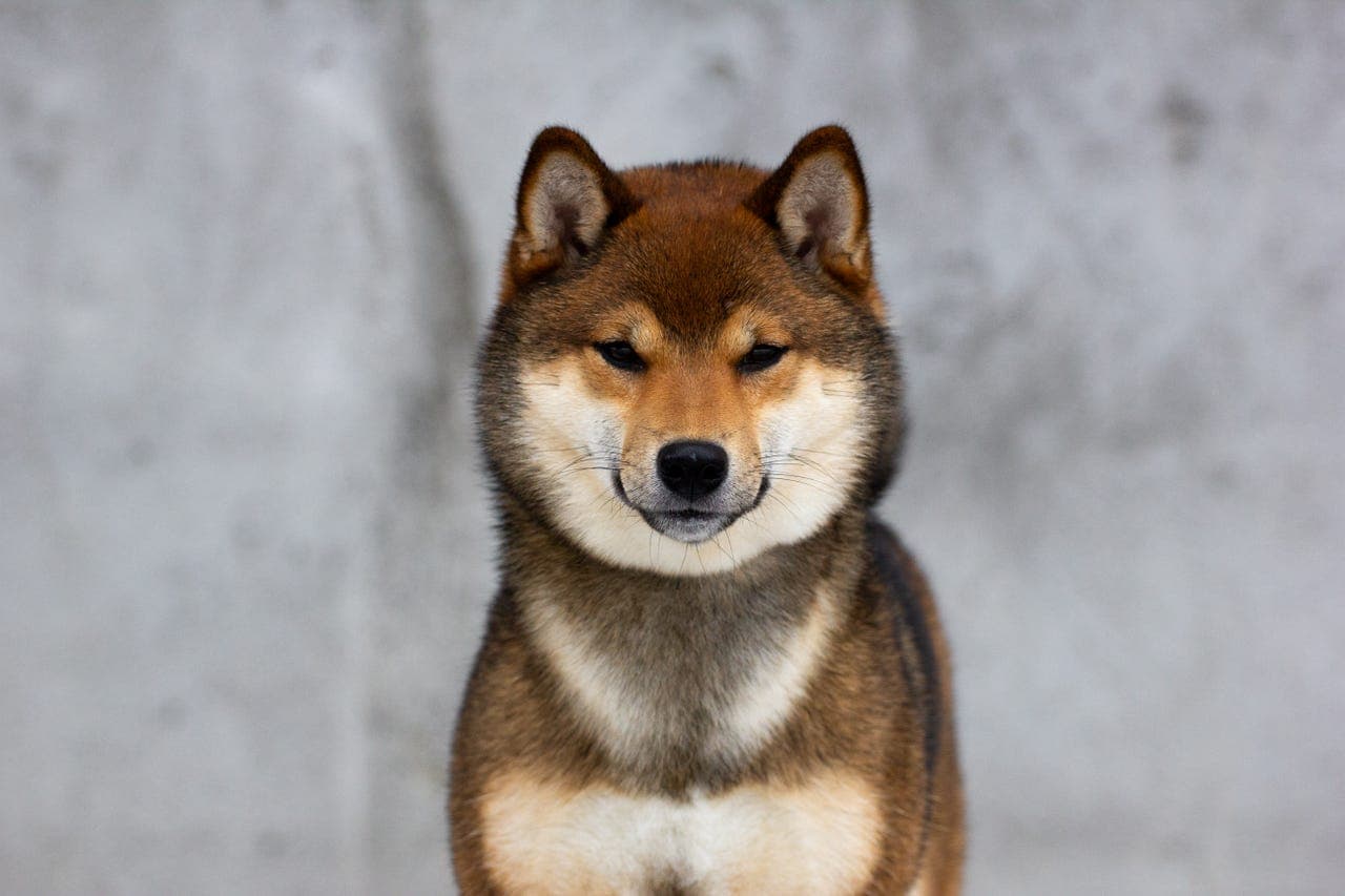 Shiba valper fra Kennel Seratonin