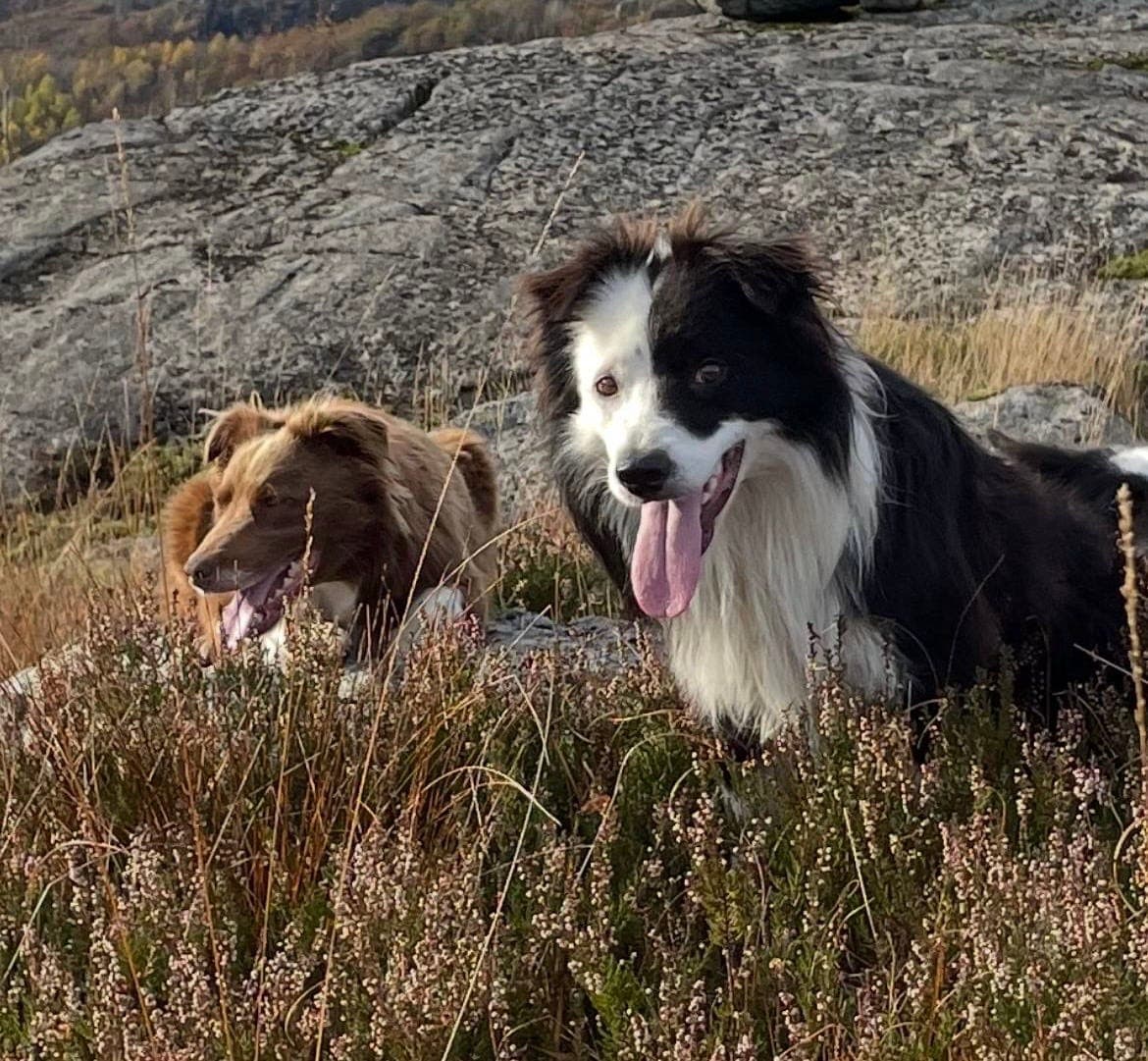 Border collie valper