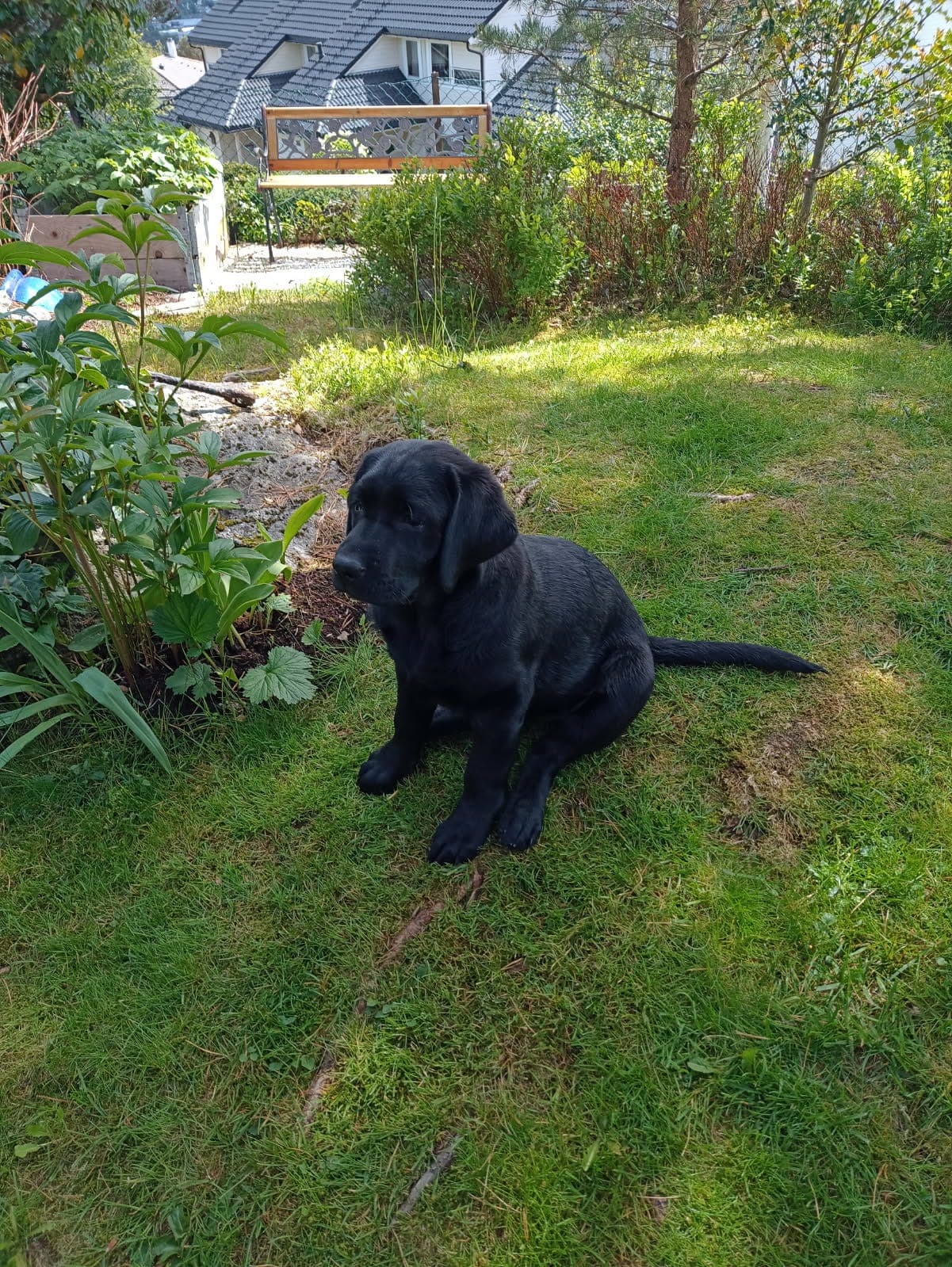 Labradorhvalp Hanne 4,5 mnd