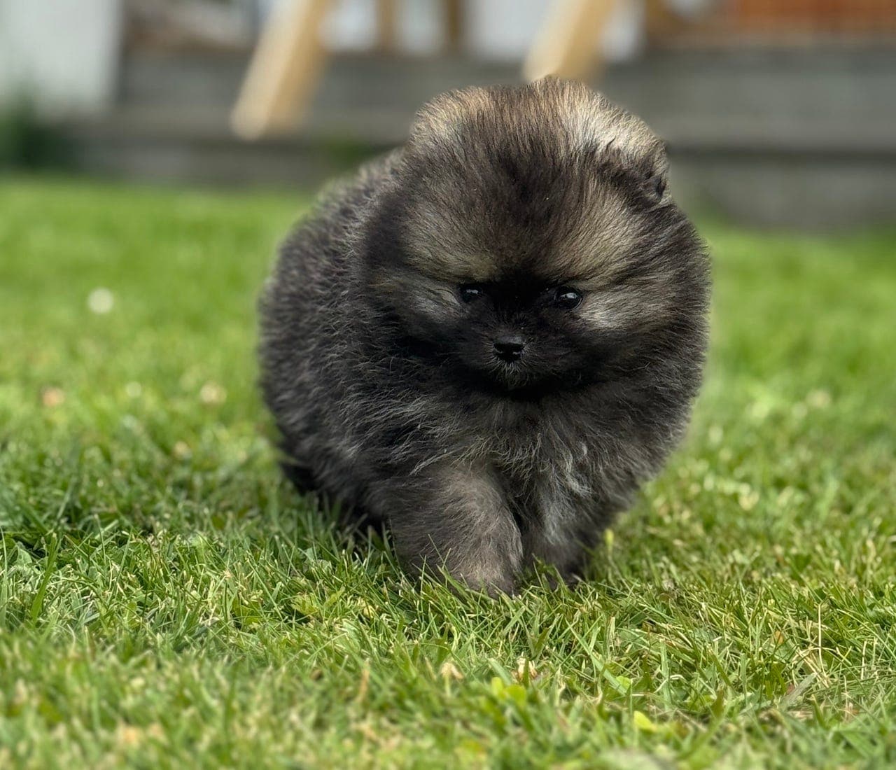 Pomeranian hannvalp NKK registrert