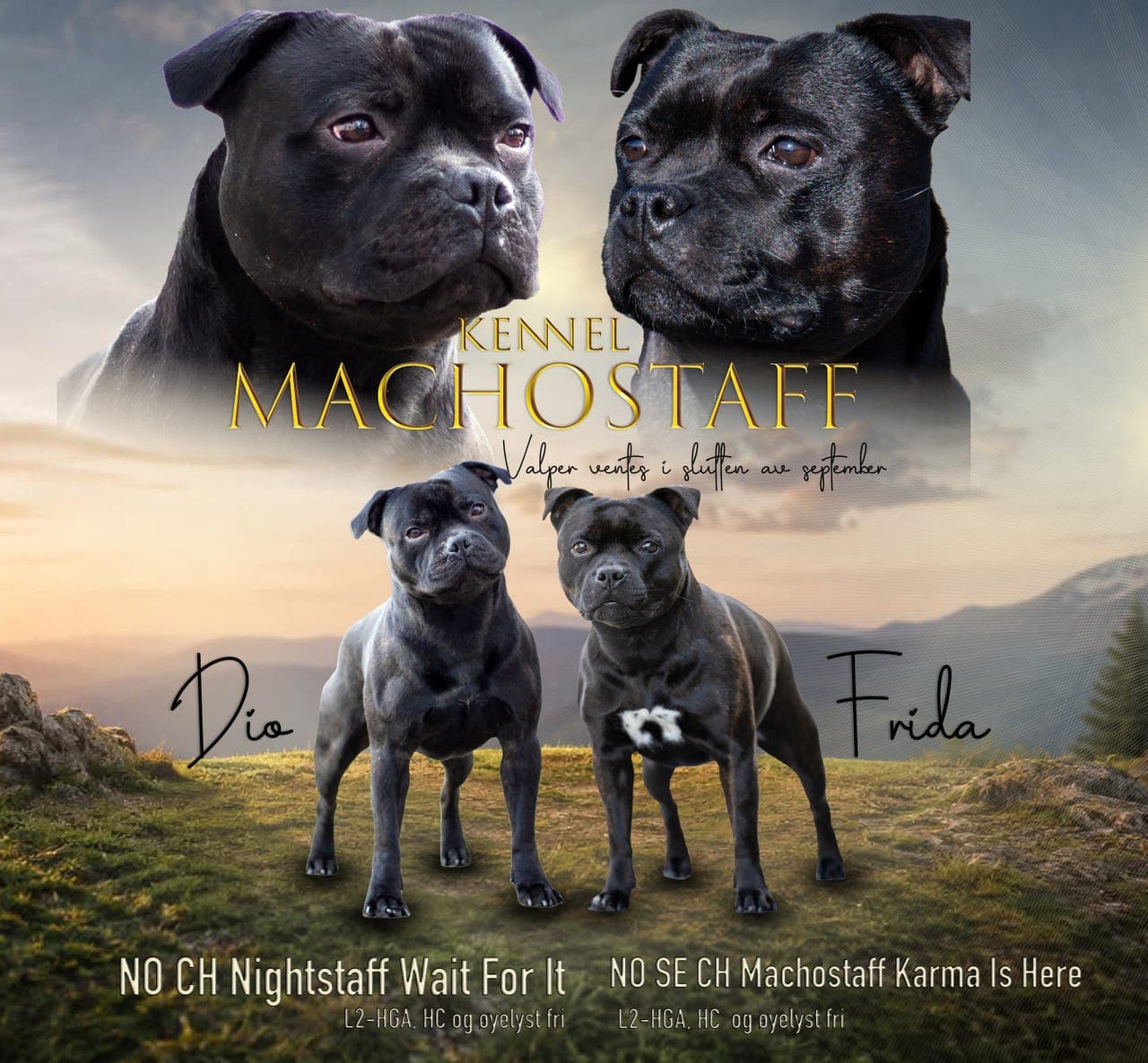 Staffordshire Bull Terrier valper ventes.