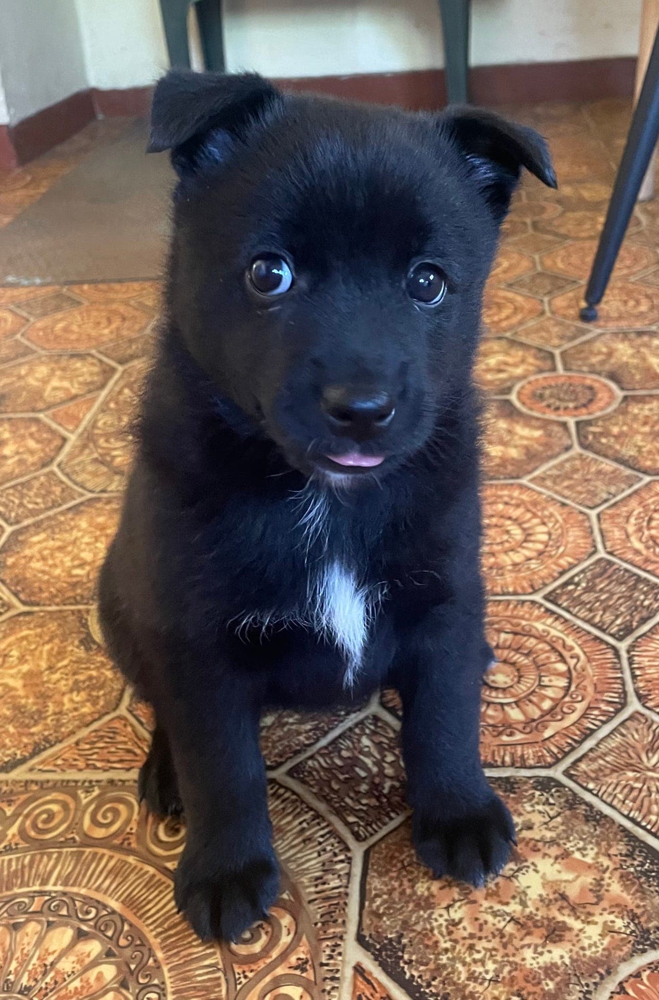 Svart tispe, Norsk Buhund, selges