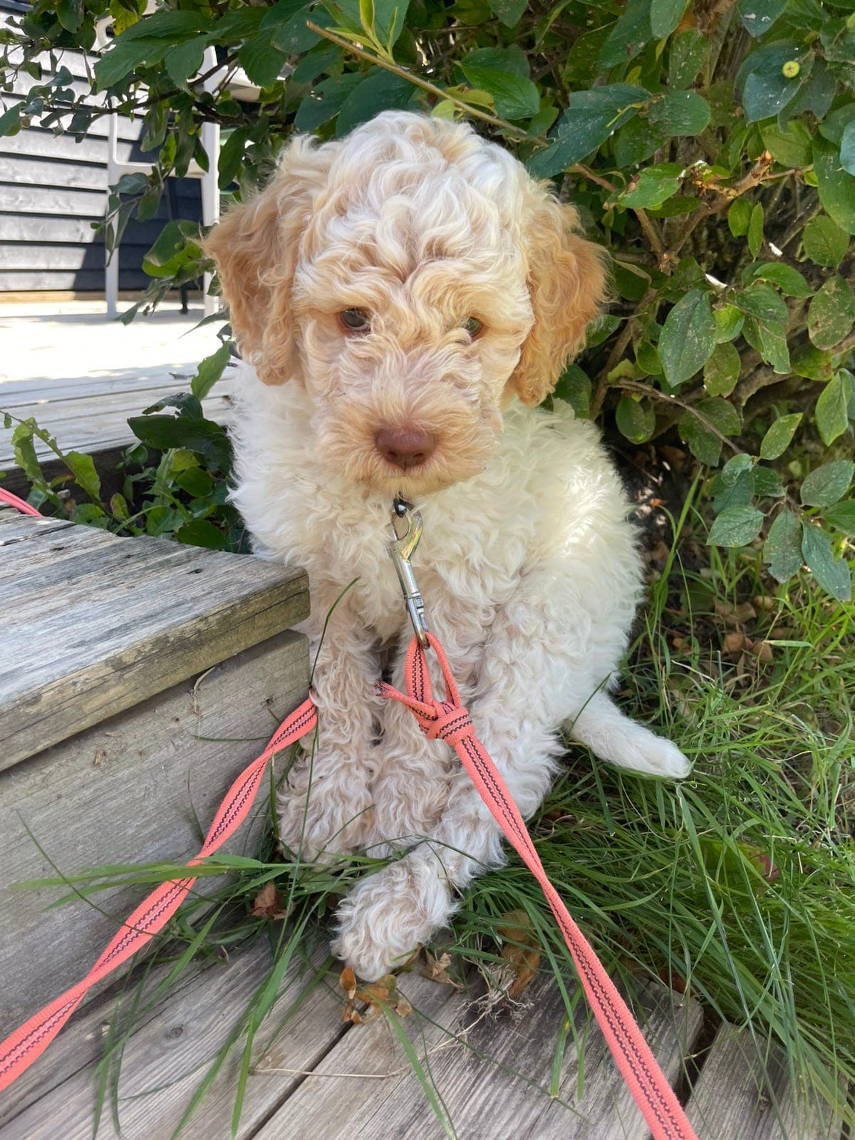 Lagotto hannvalp 10 uker